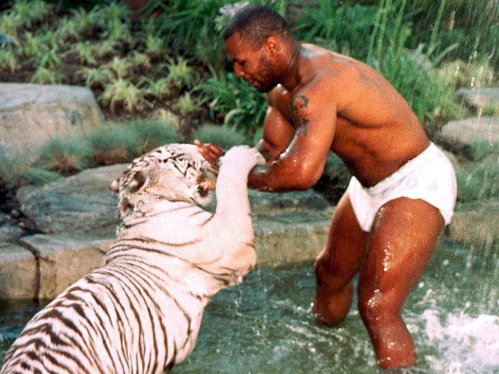Boxing: Mike Tyson, tiger stories, news, attacked, Bengal tiger, Iron Mike