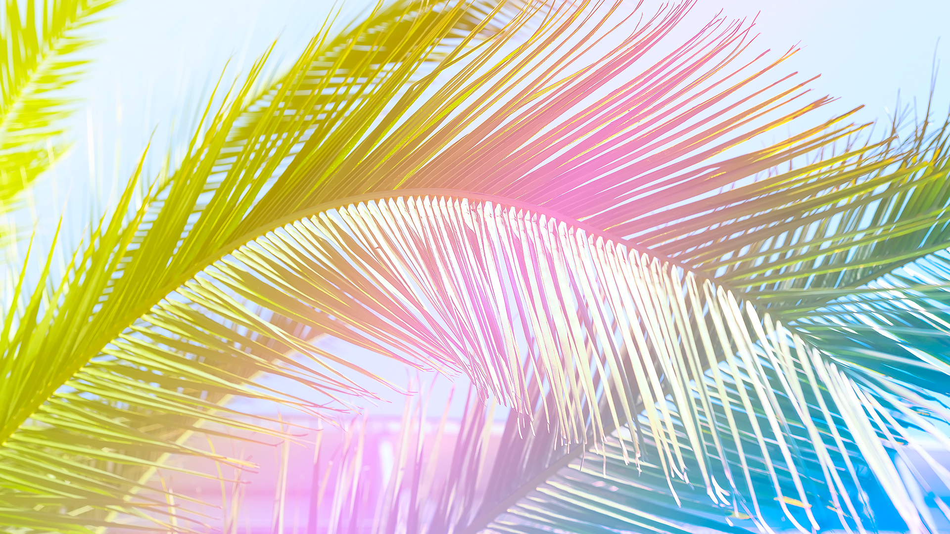Tropicana Wallpaper For Chromebook