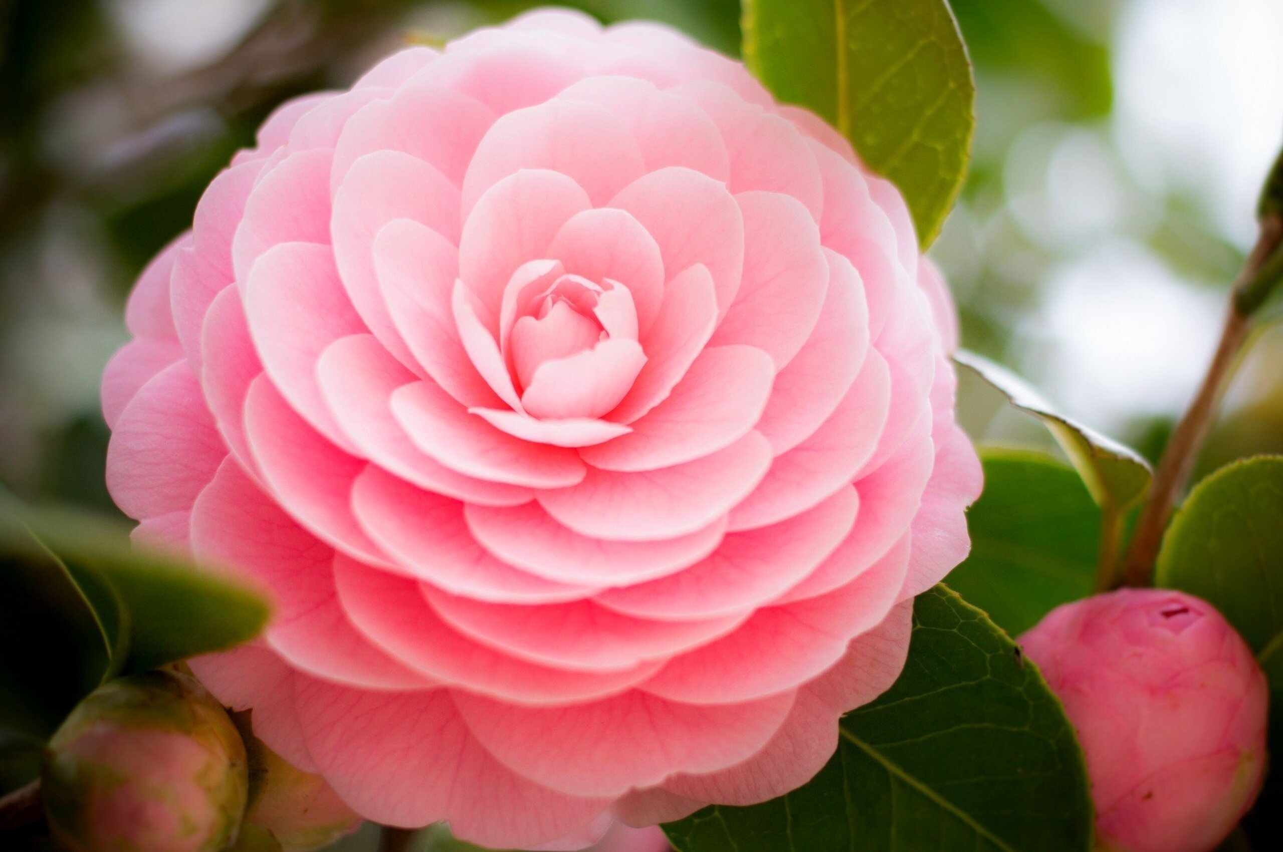 Pink Aesthetic Chromebook Wallpapers Wallpaper Cave