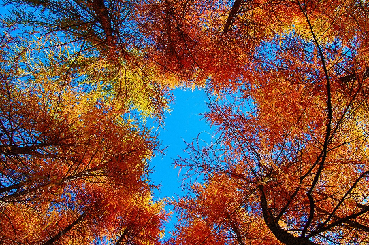 Desktop Wallpaper Autumn Nature Sky Trees Seasons