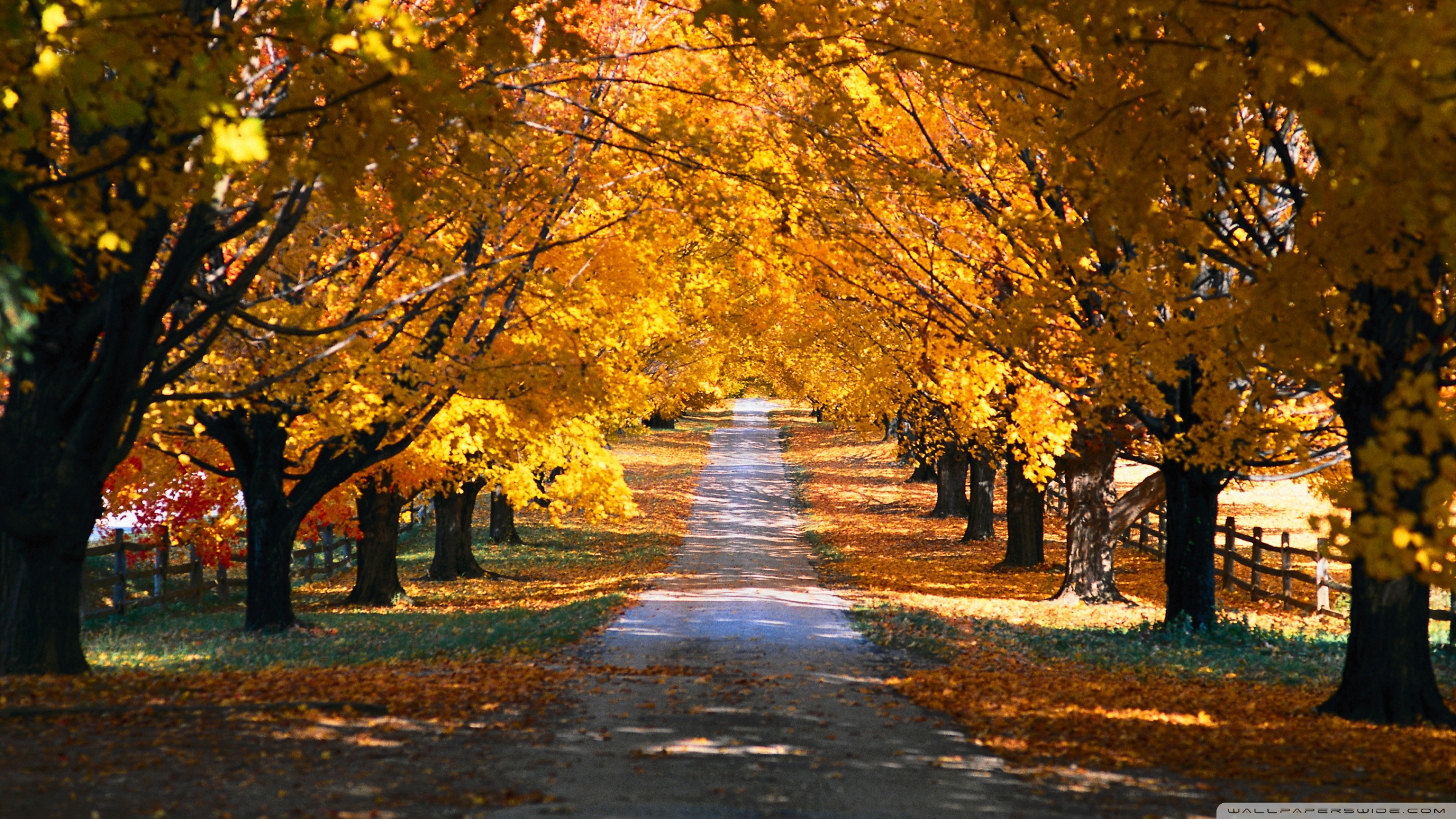 Autumn Trees Along The Road Ultra HD Desktop Background Wallpaper for 4K UHD TV, Multi Display, Dual Monitor, Tablet
