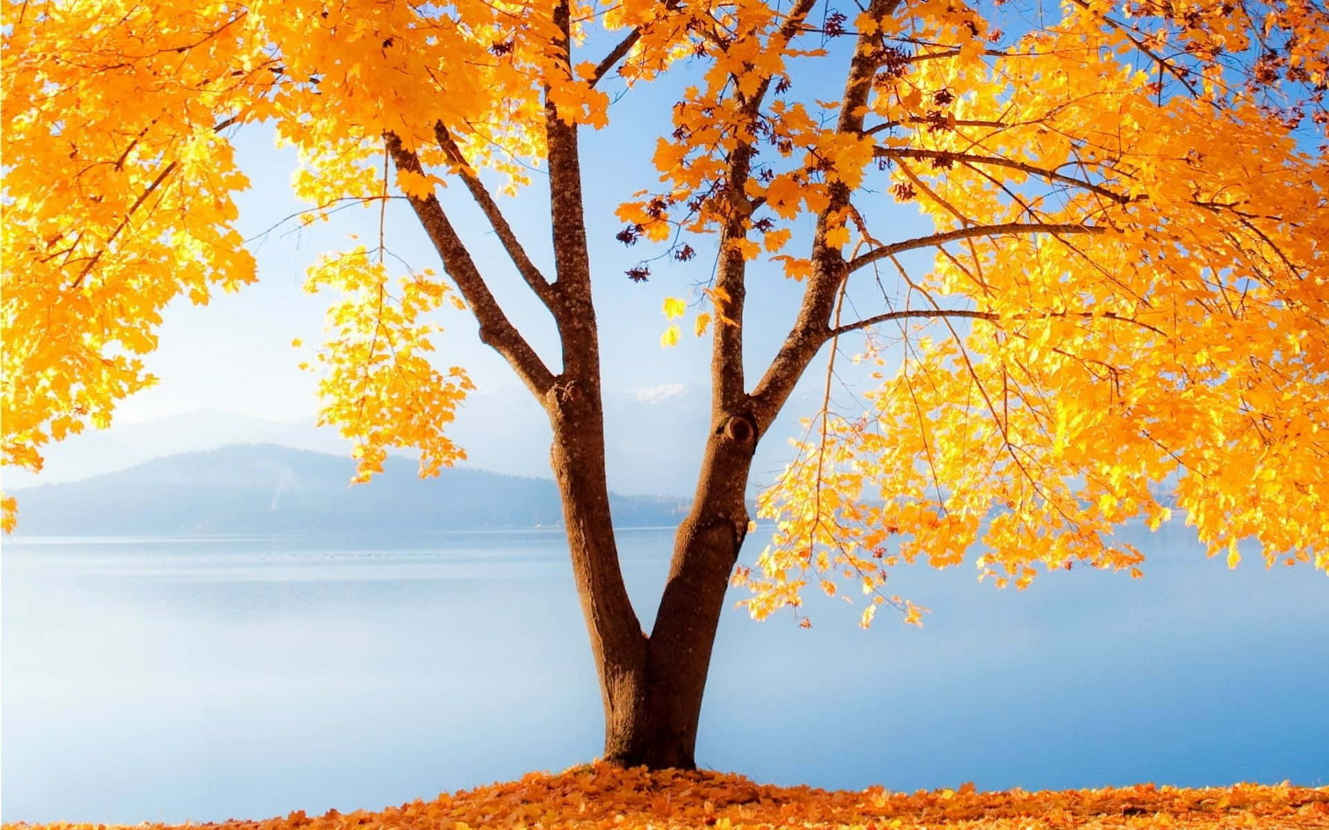 Download Tree With Golden Leaves Fall Computer Background