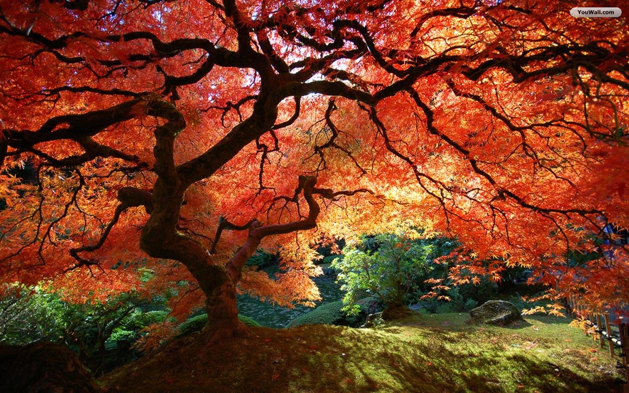 Free download Autumn Tree Desktop Wallpaper Desktop wallpaper fall [1280x800] for your Desktop, Mobile & Tablet. Explore Fall Trees Wallpaper Desktop. Fall Trees Wallpaper, Fall Trees Background, Trees Wallpaper