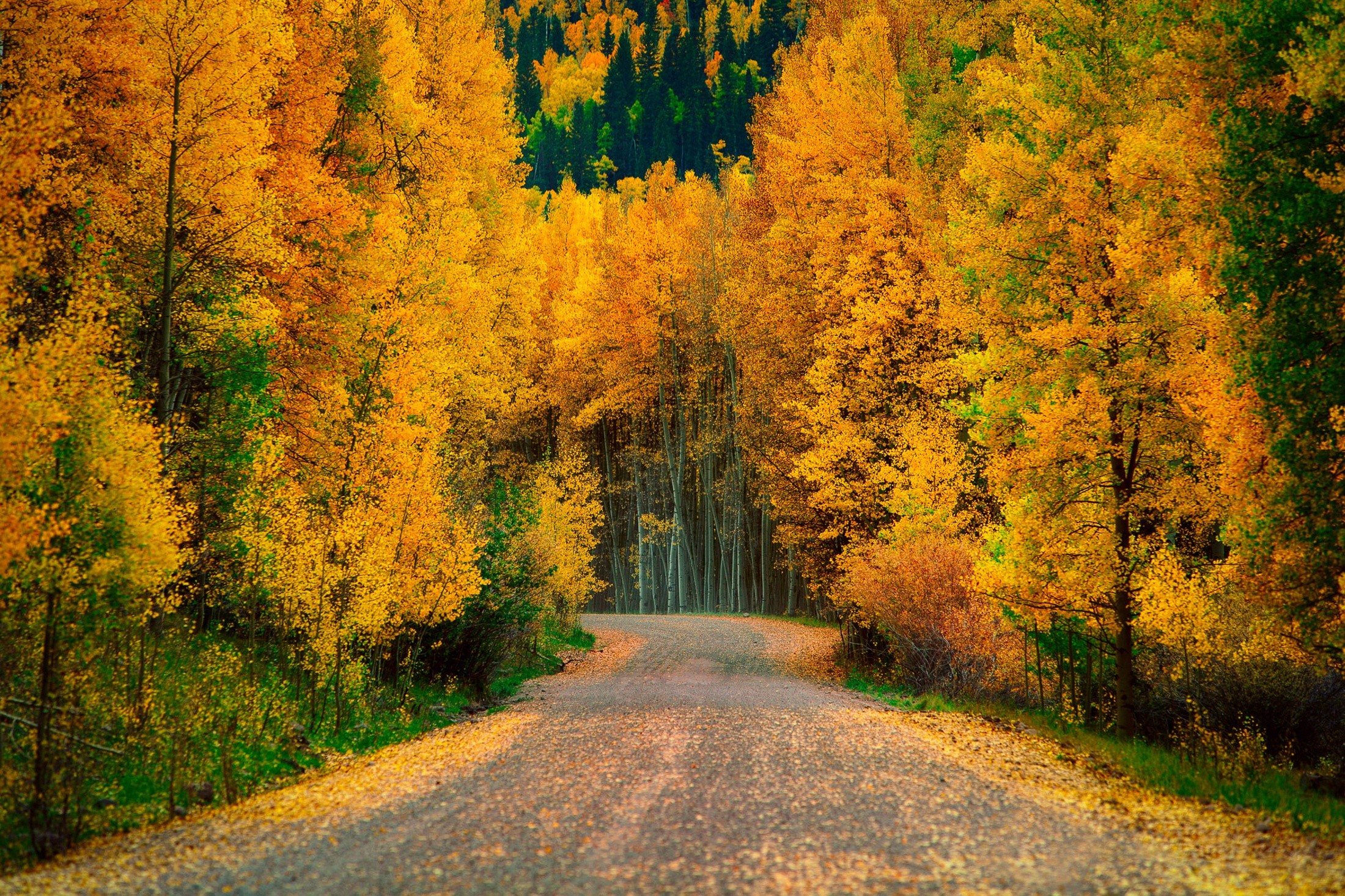 Autumn Trees