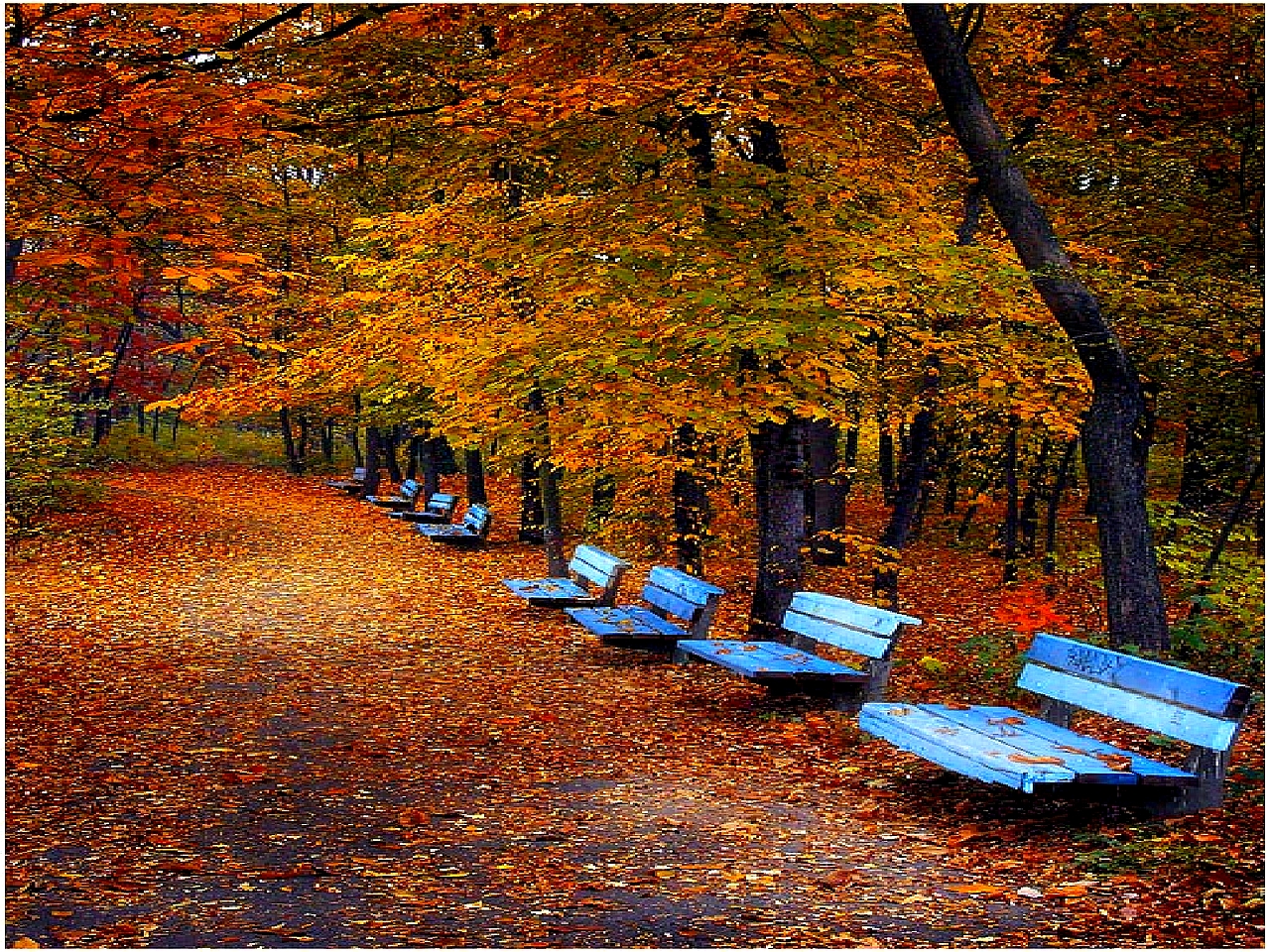 Free download Fall Trees Desktop Background wallpaper Fall Trees Desktop [1280x960] for your Desktop, Mobile & Tablet. Explore Fall Computer Background. Fall Computer Wallpaper Background, Free Fall Computer Background