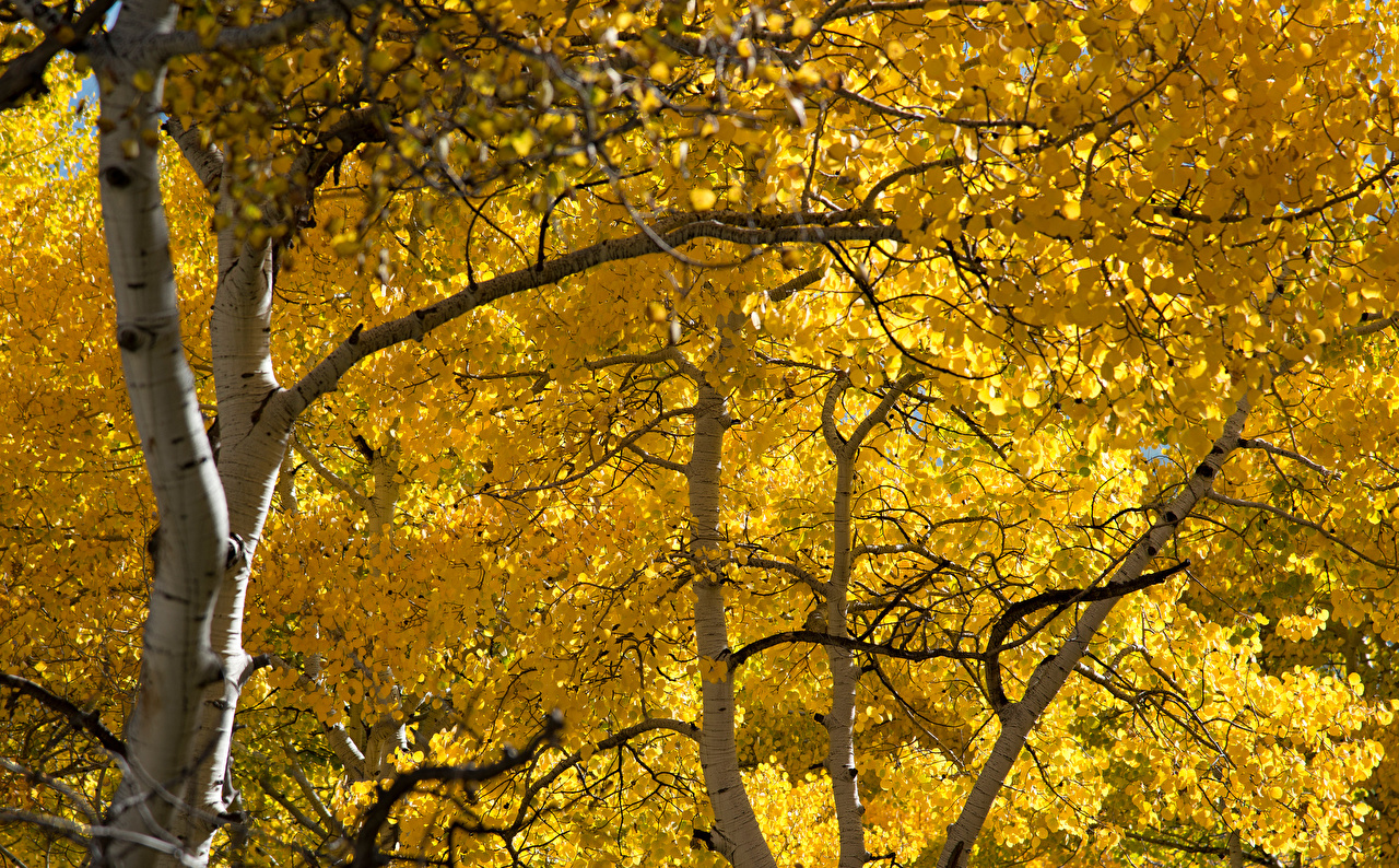 Desktop Wallpaper Autumn Nature Branches Trees