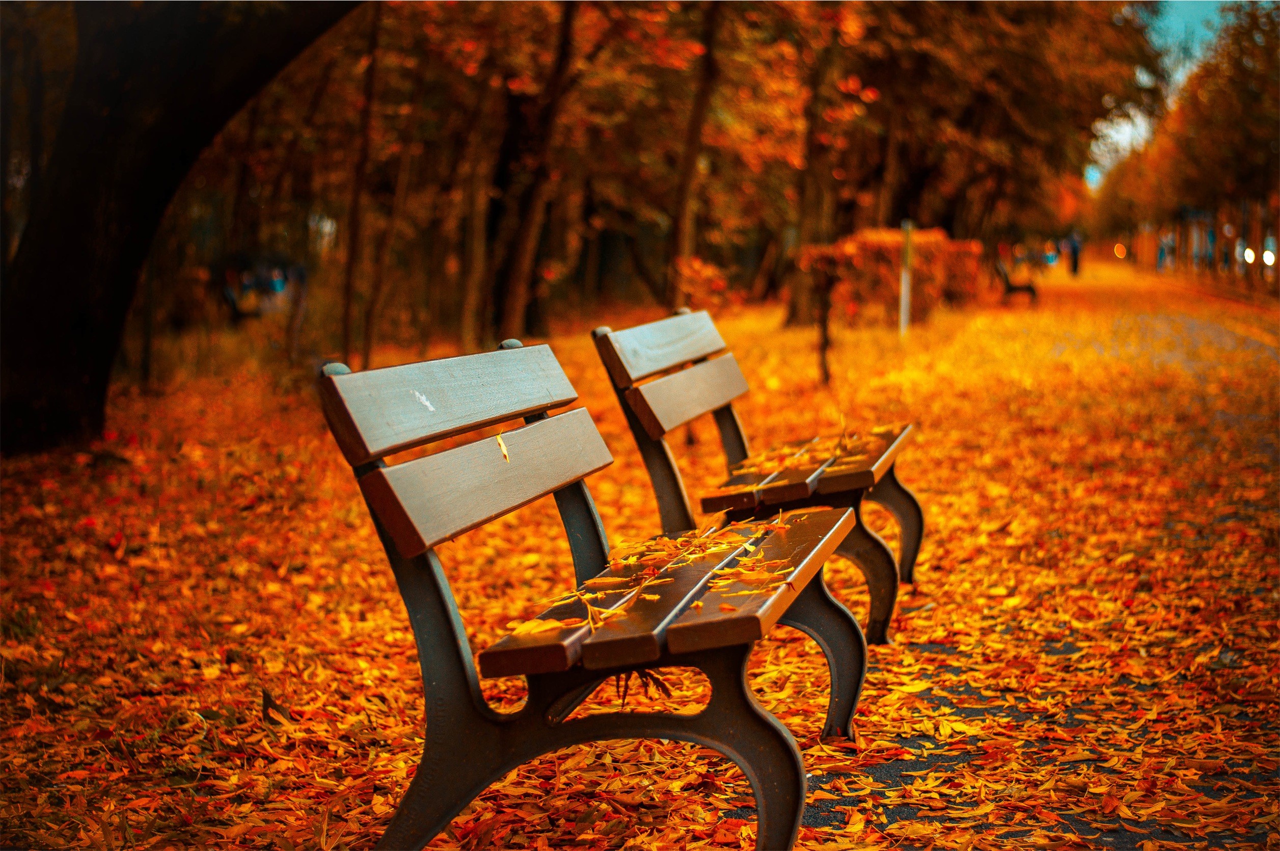 Wallpaper, sunlight, trees, fall, leaves, depth of field, night, nature, reflection, photography, evening, morning, bench, HDR, light, color, tree, autumn, leaf, season, darkness, computer wallpaper 2513x1670 Wallpaper
