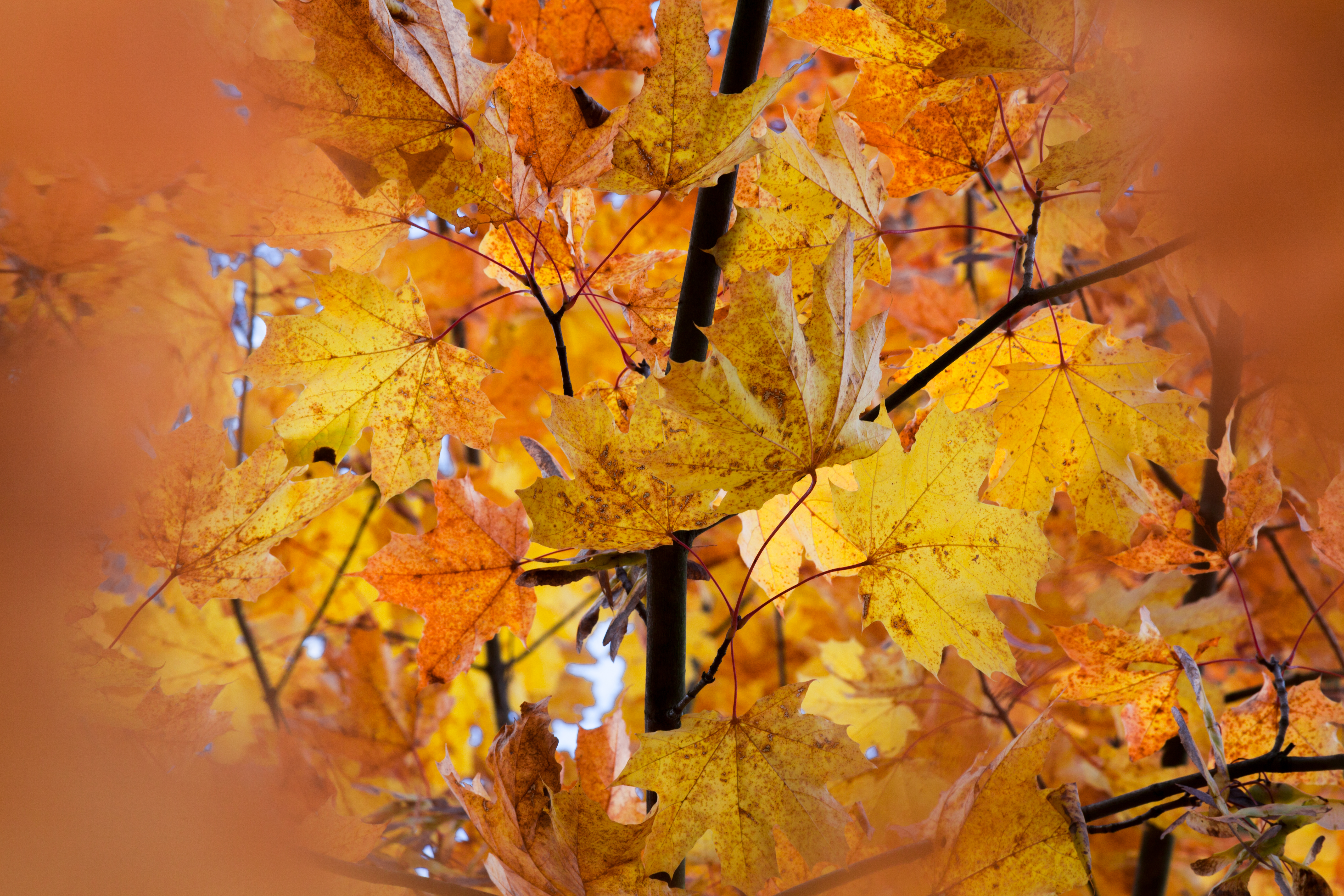 Free Image, orange, leaves, september, autumn, background, nature, yellow, maple leaf, deciduous, branch, maple tree, computer wallpaper, twig 5616x3744 Bee