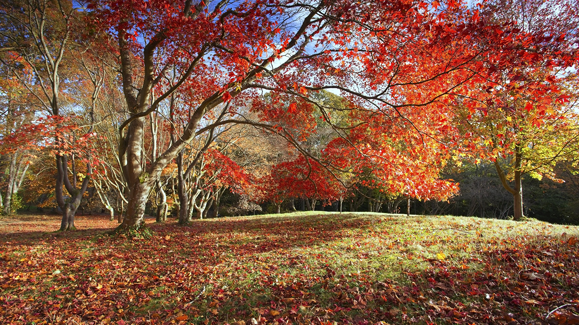 Desktop Wallpaper Foliage Autumn Nature Trees 1920x1080