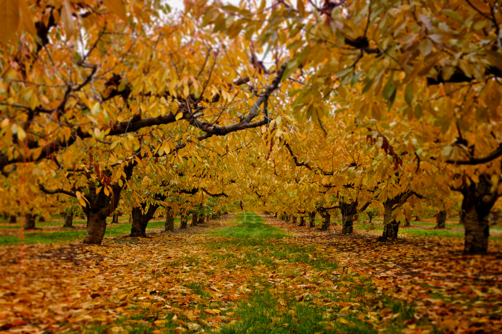 Wallpaper, autumn, nature, leaf, branch, grove, deciduous, woodland, maidenhair tree, spring, temperate broadleaf and mixed forest, sunlight, landscape, field, grass, maple tree, sky, trunk, computer wallpaper 5184x3456 - Wallpaper