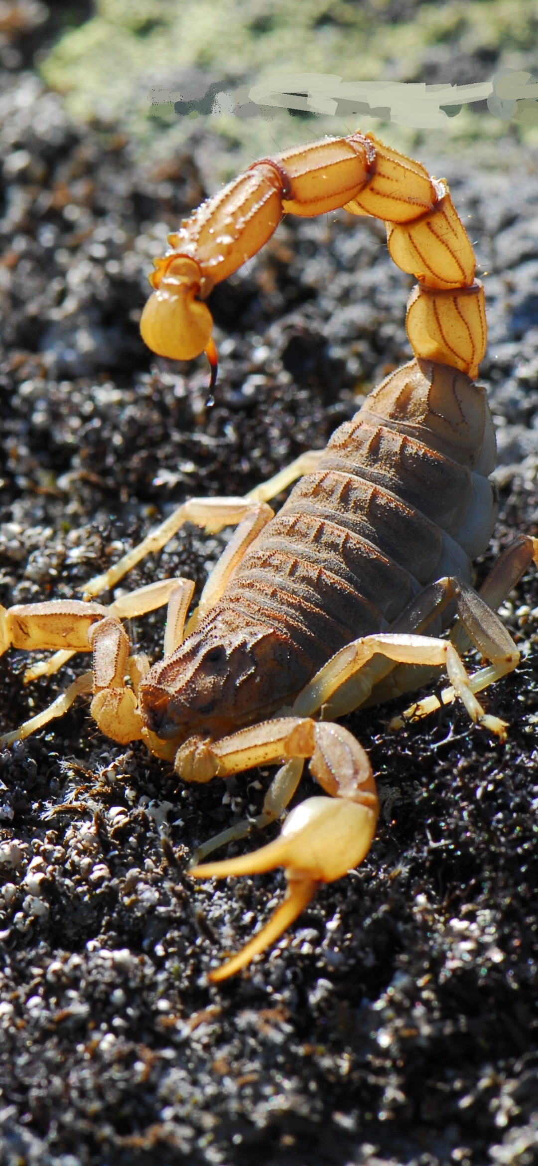 Scorpion Phone Wallpaper