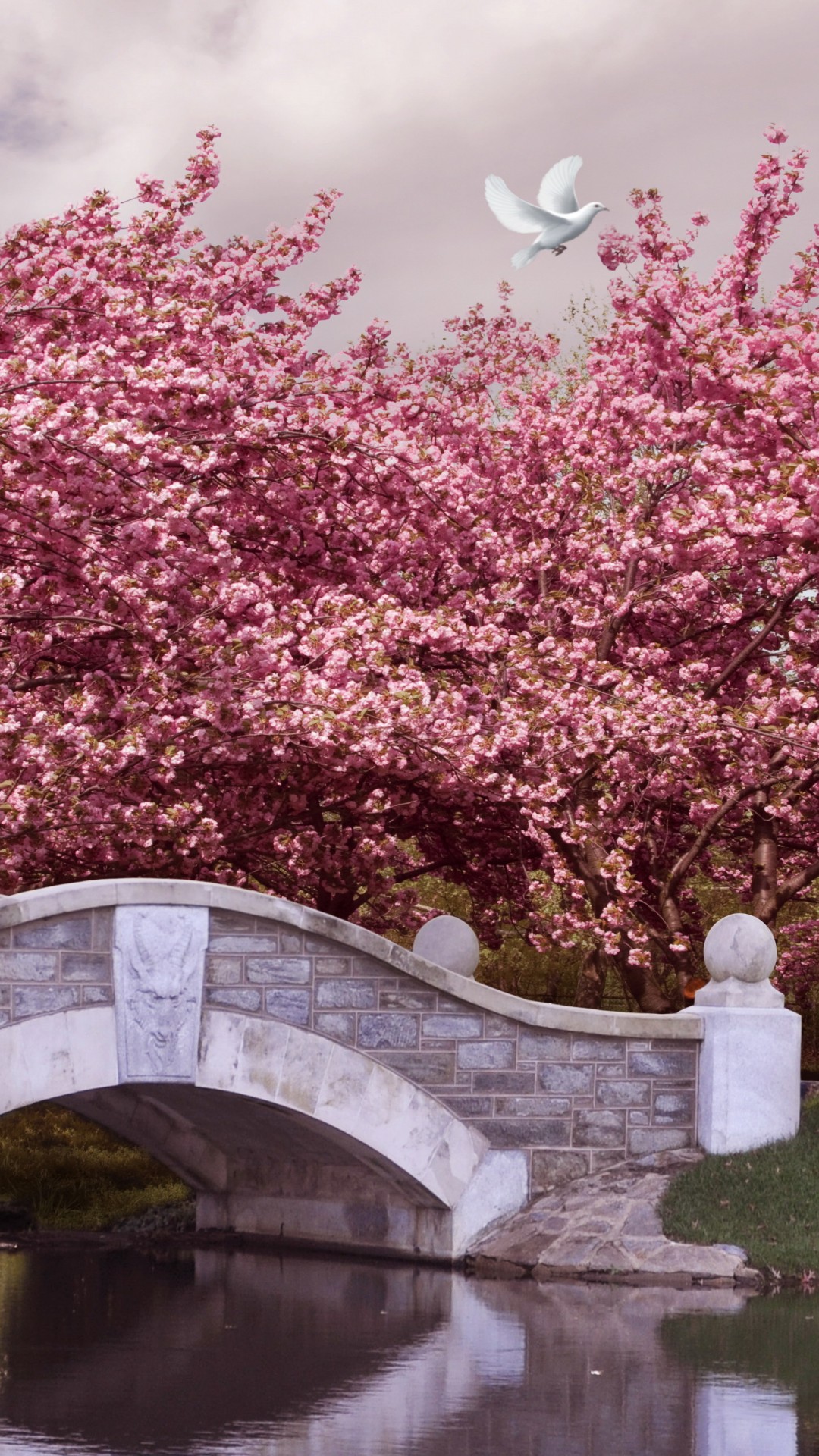Wallpaper Japan, 5k, 4k wallpaper, blossom, cherry, bridge, river, dove, Nature