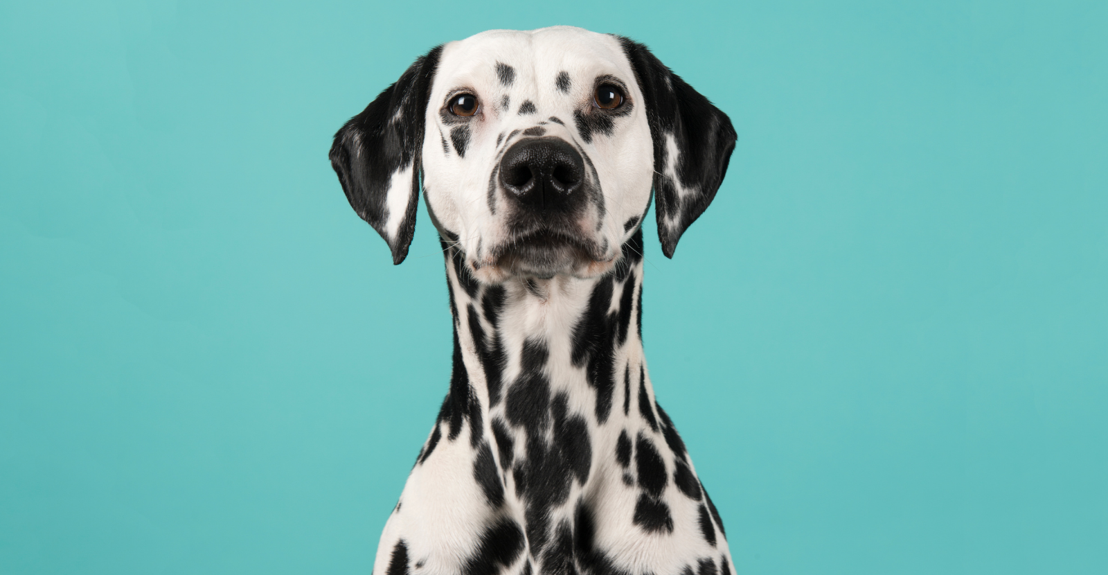 Dalmatians are Smart, Agile & Outgoing Fire Dogs