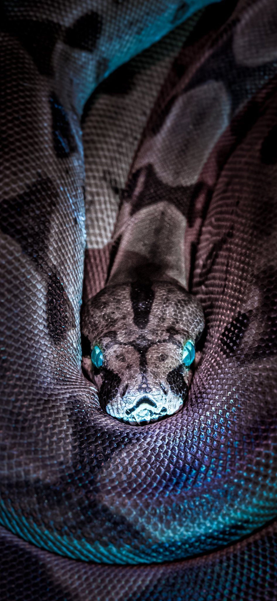 3Wallpaper for iPhone Wallpaper Snakes in HD ==>