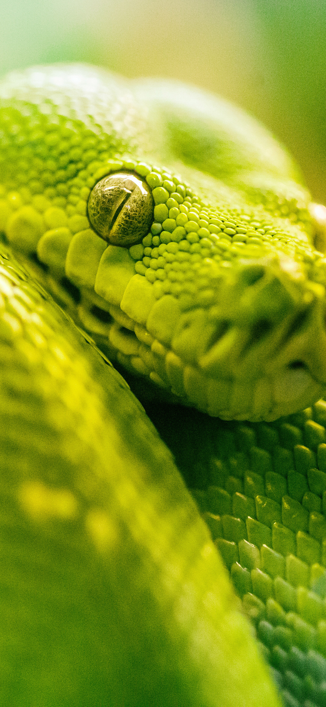 Boa Green Snake 5k iPhone XS, iPhone 10, iPhone X HD 4k Wallpaper, Image, Background, Photo and Picture
