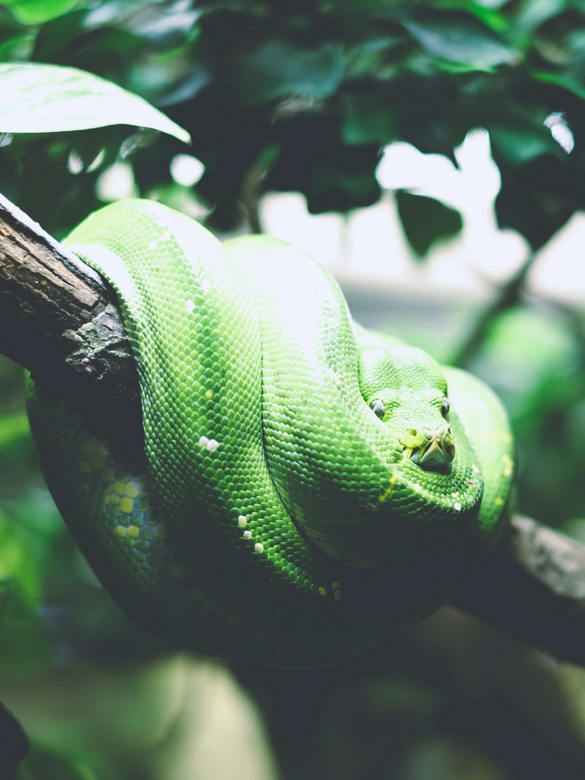 Tree Snake Wallpaper, Android & Desktop Background