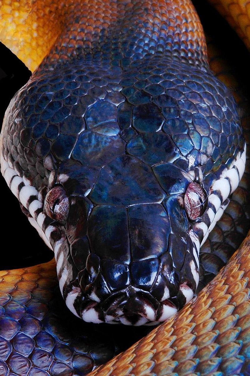 Download Wallpaper 800x1200 Snake, Python, Color, Head Iphone 4s 4 For Parallax HD Background