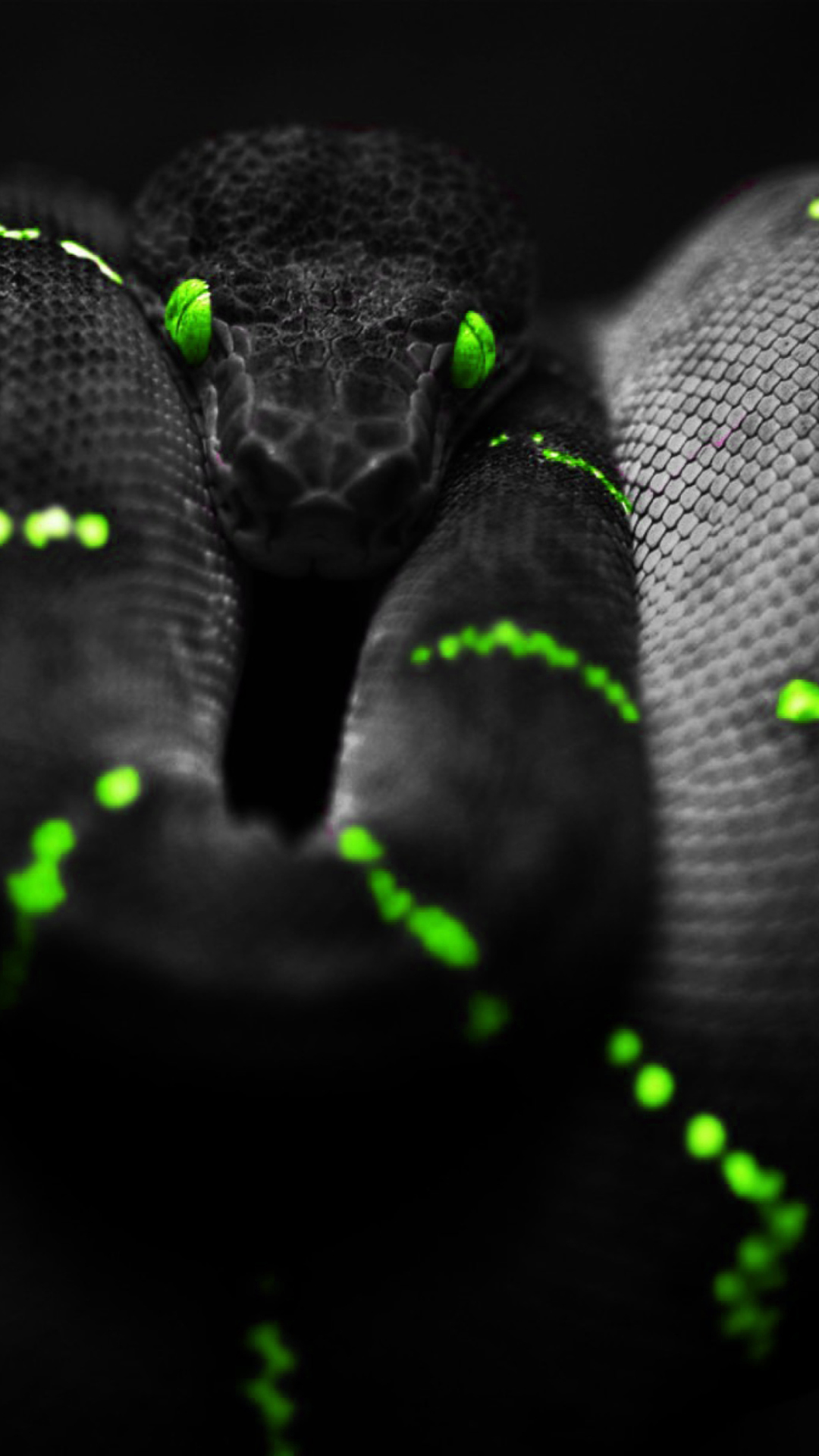 Black Mamba Snake Wallpaper for iPhone 6 Plus