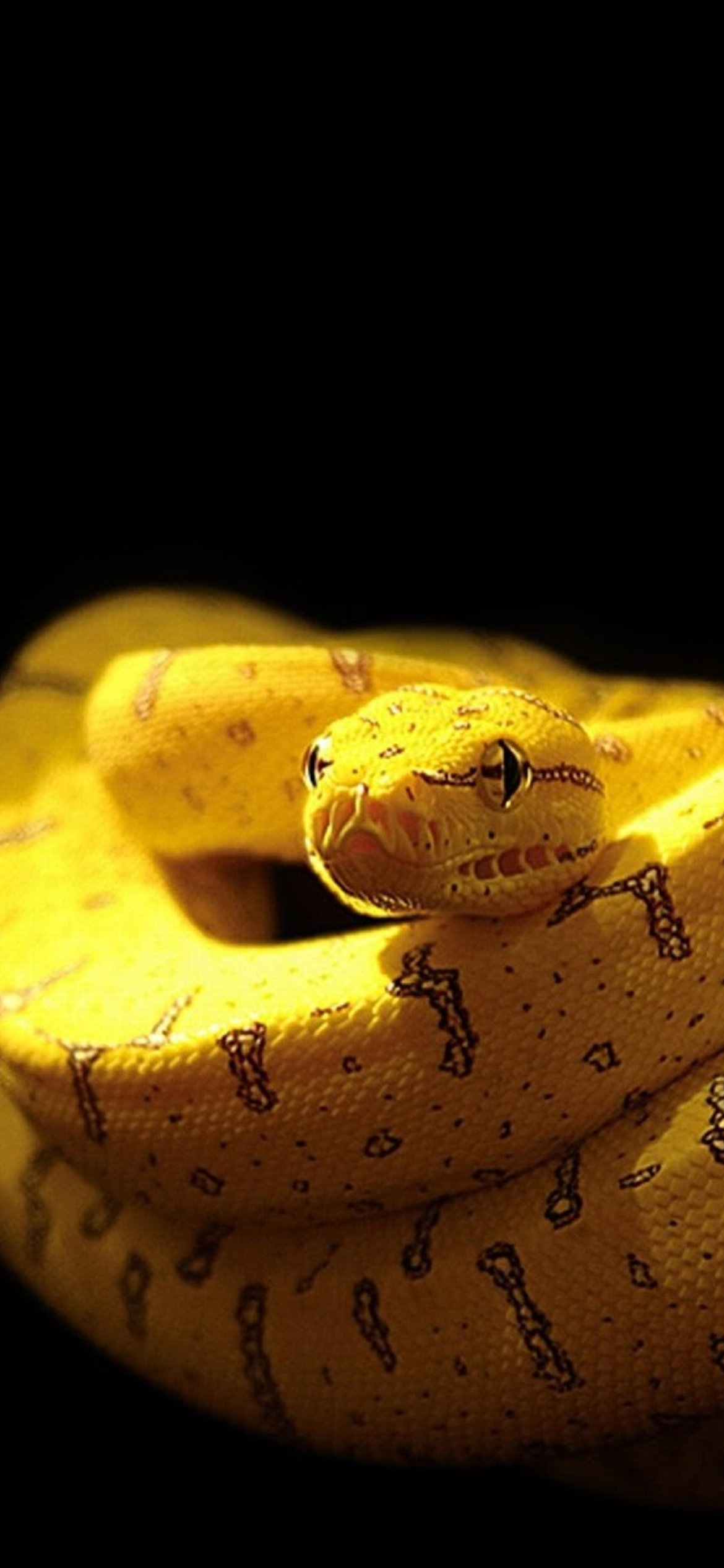 Download Python, Snake Wallpaper in 1170x2532 Resolution