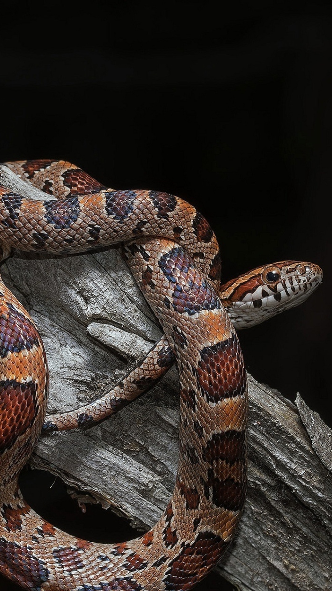 Pantherophis Corn Snake Wallpaper for iPhone 6 Plus