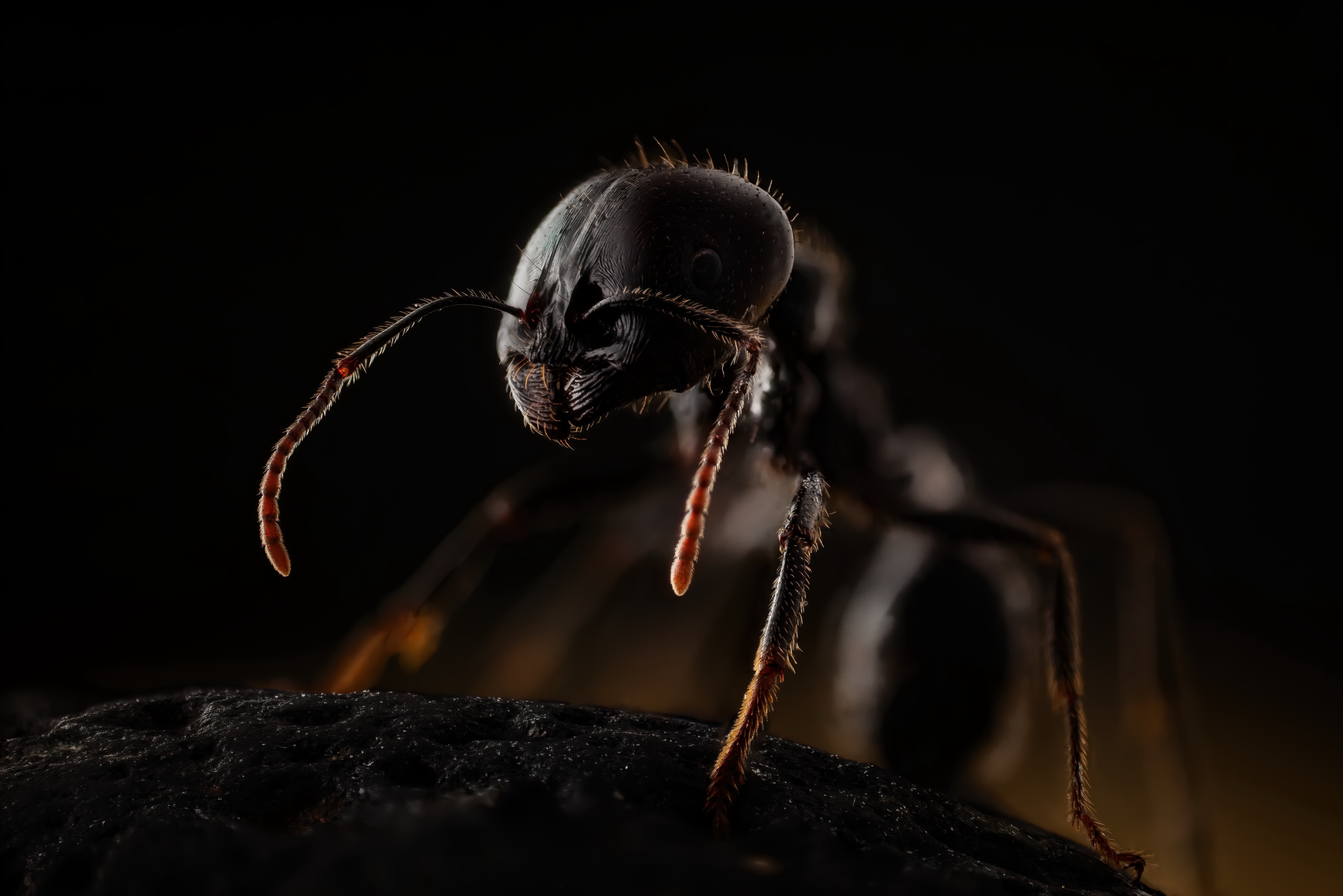 Animal Ant 4k Ultra HD Wallpaper