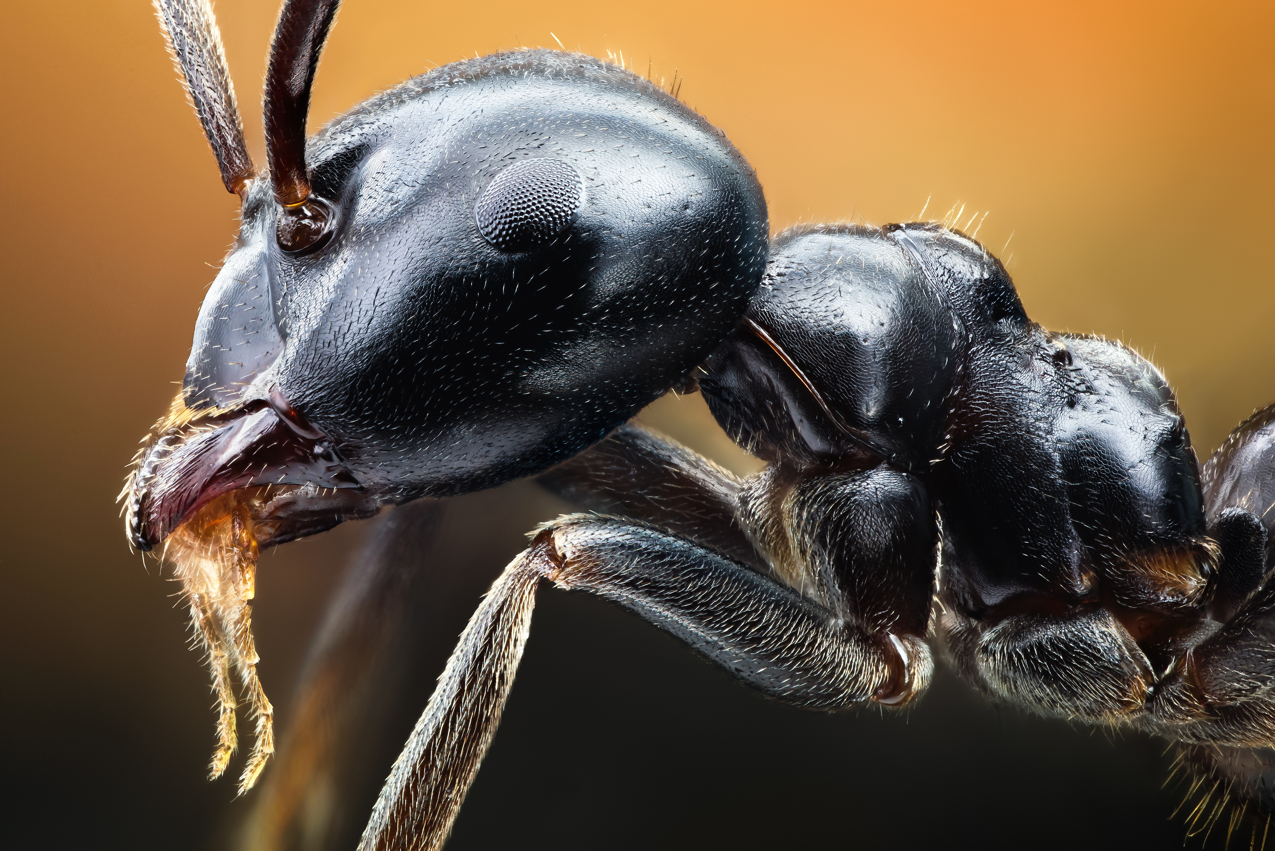 4K Ant Wallpaper and Background Image