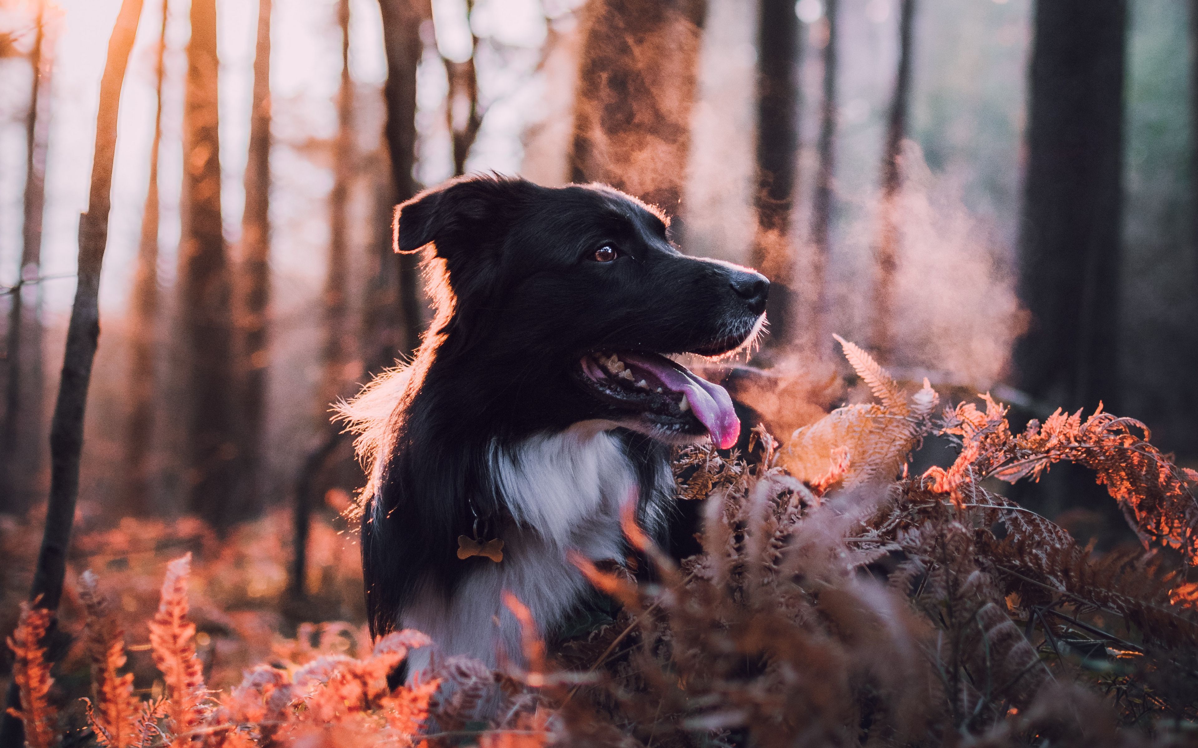 Download wallpaper 3840x2400 dog, dawn, frost, steam, walk, autumn 4k ultra HD 16:10 HD background