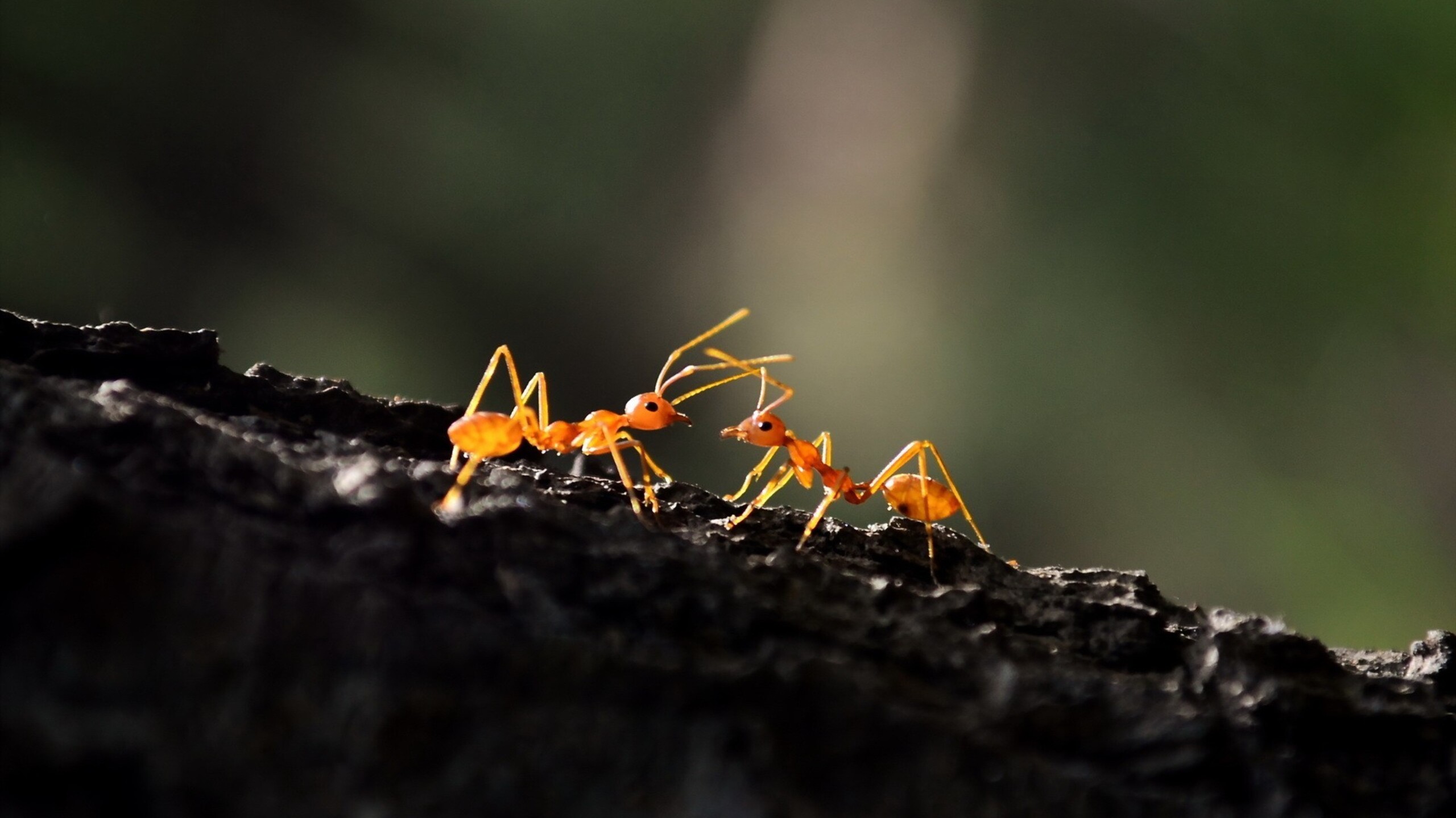Ant Macro 1440P Resolution HD 4k Wallpaper, Image, Background, Photo and Picture