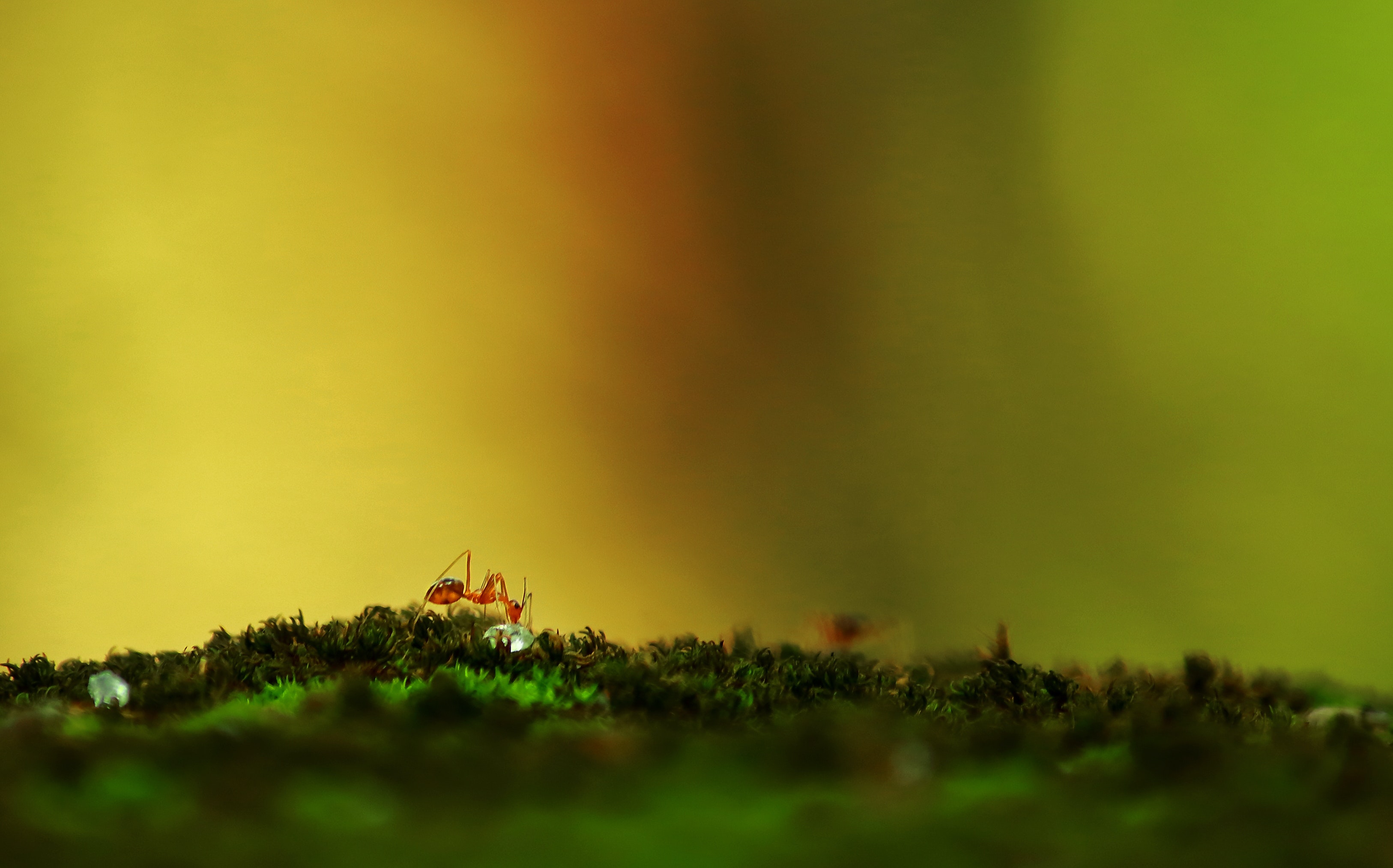 Ants Photo, Download The BEST Free Ants & HD Image