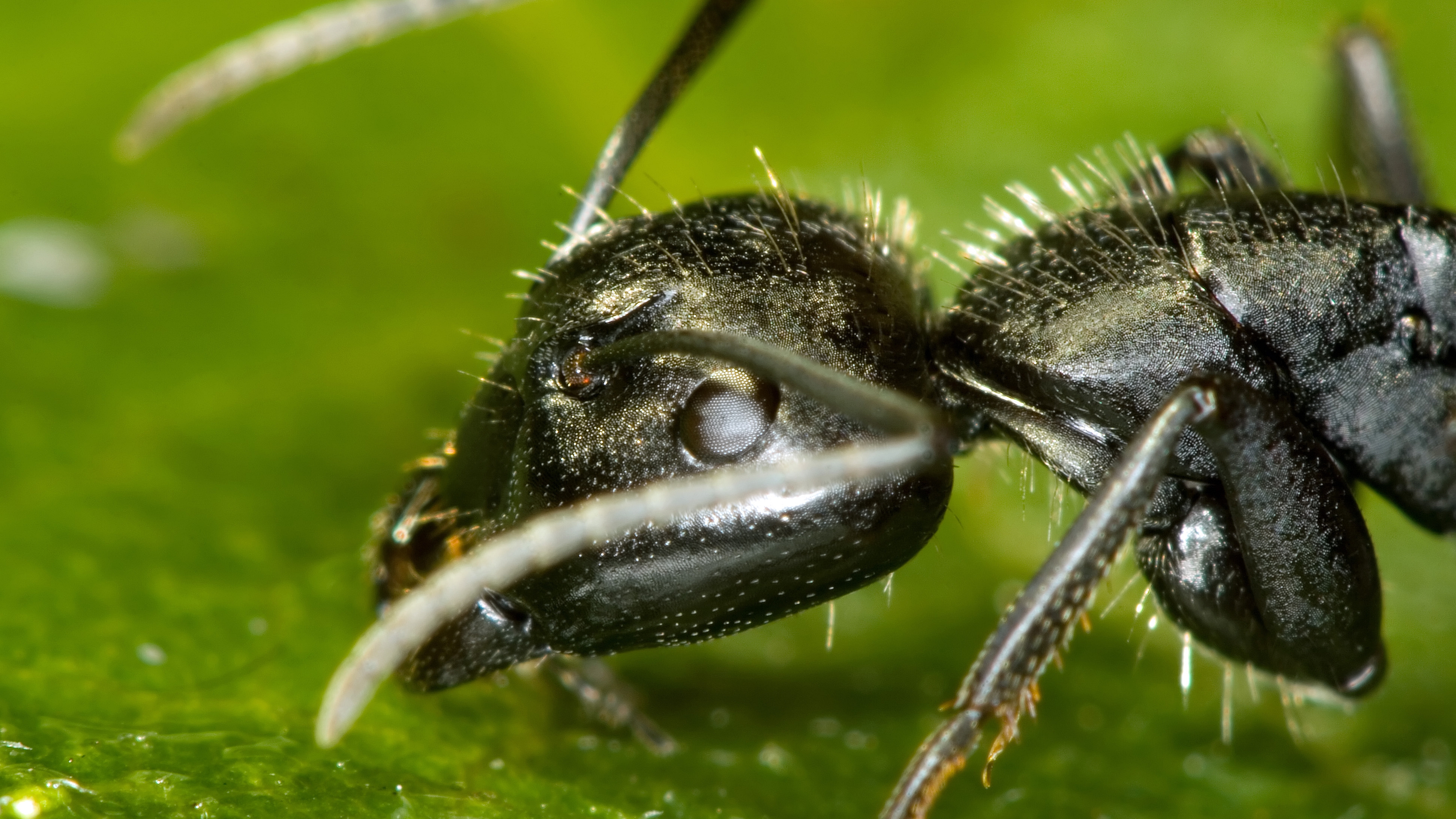 Animal Ant 4k Ultra HD Wallpaper