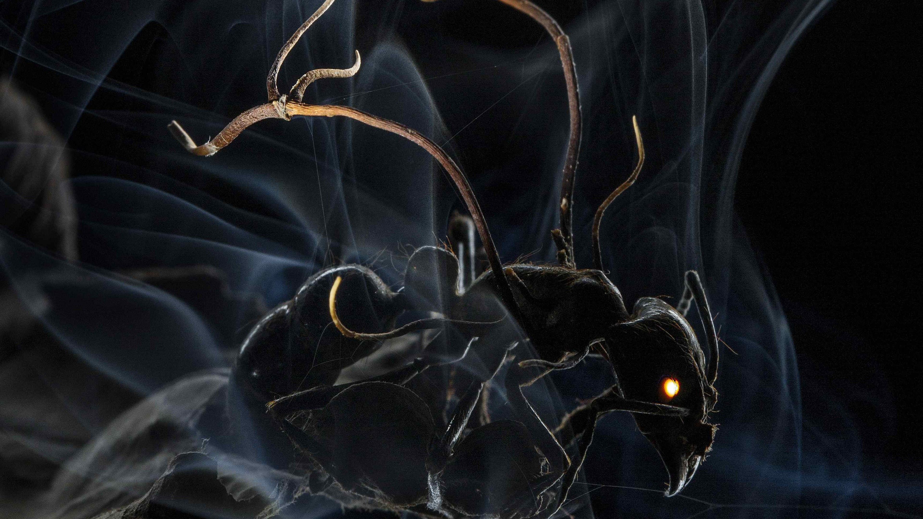 Wallpaper Ant, 4k, 5k wallpaper, HD, macro, smoke, OS