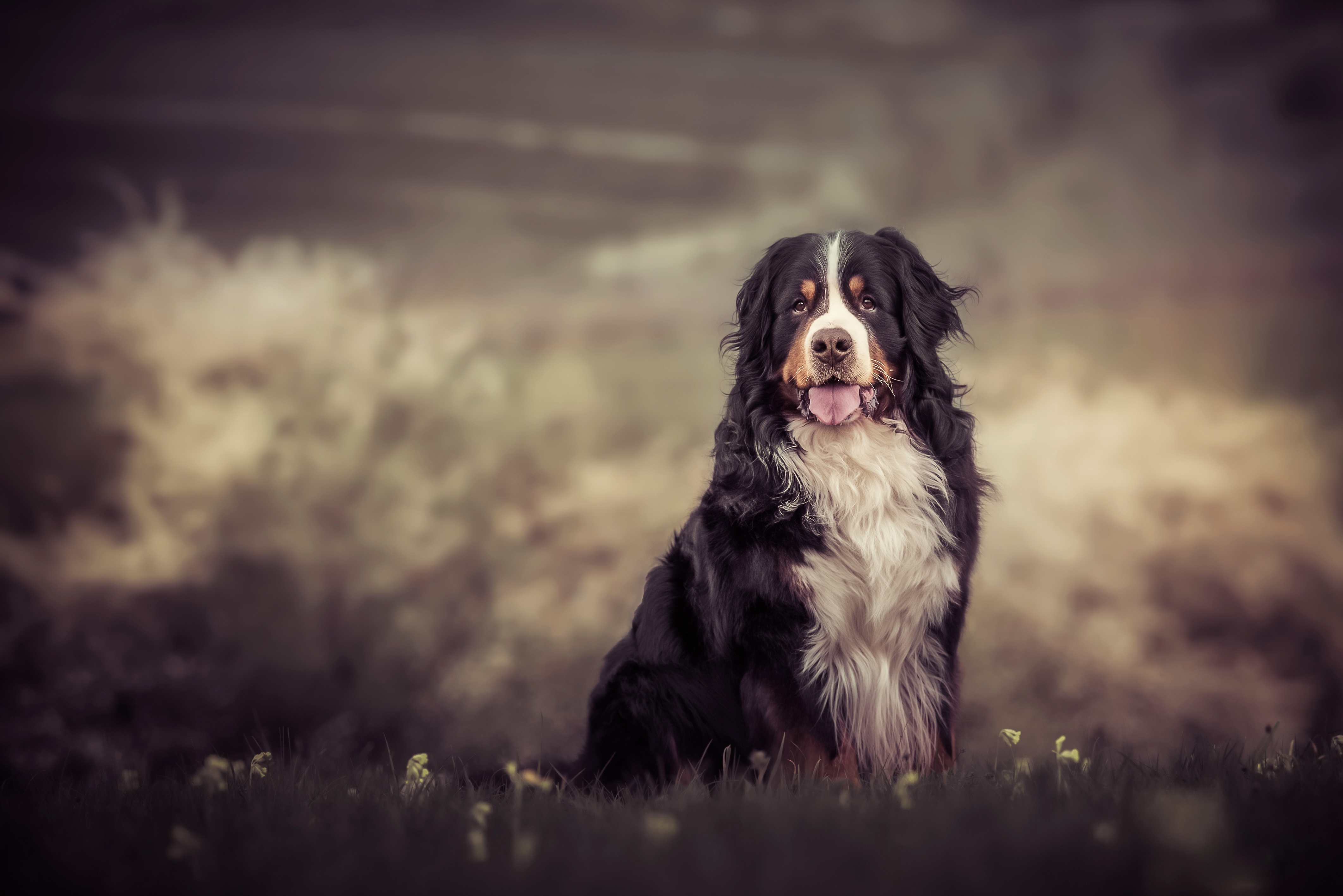 Animal Bernese Mountain Dog 4k Ultra HD Wallpaper