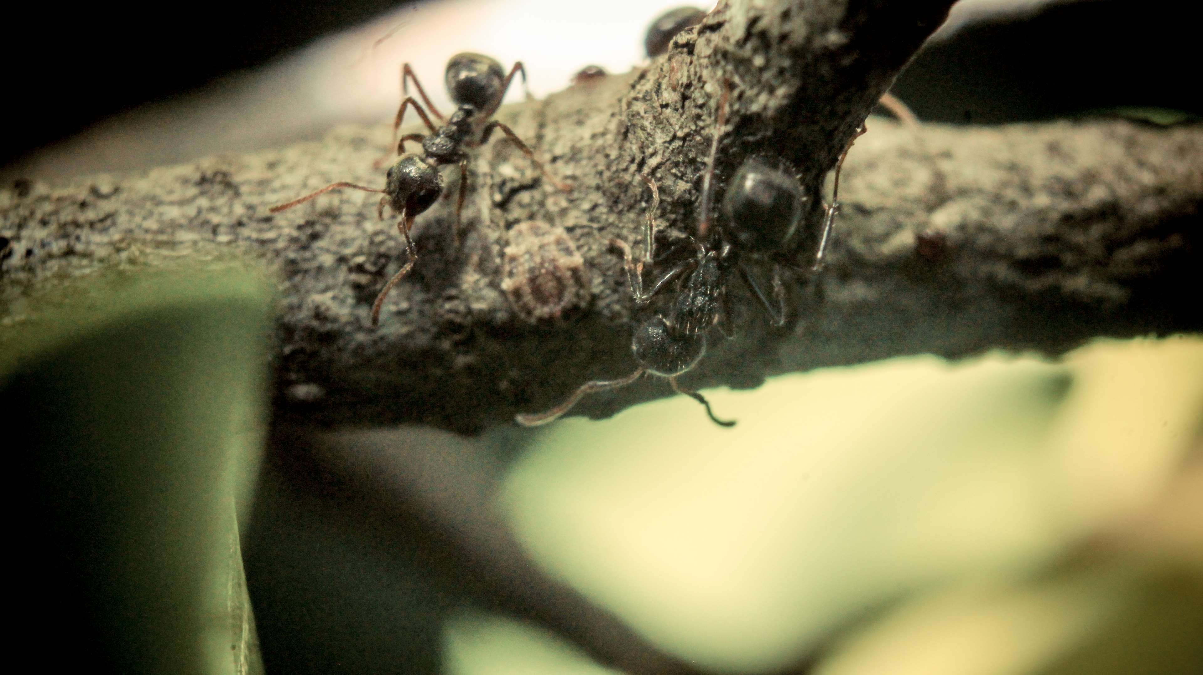 ants, wall wallpaper