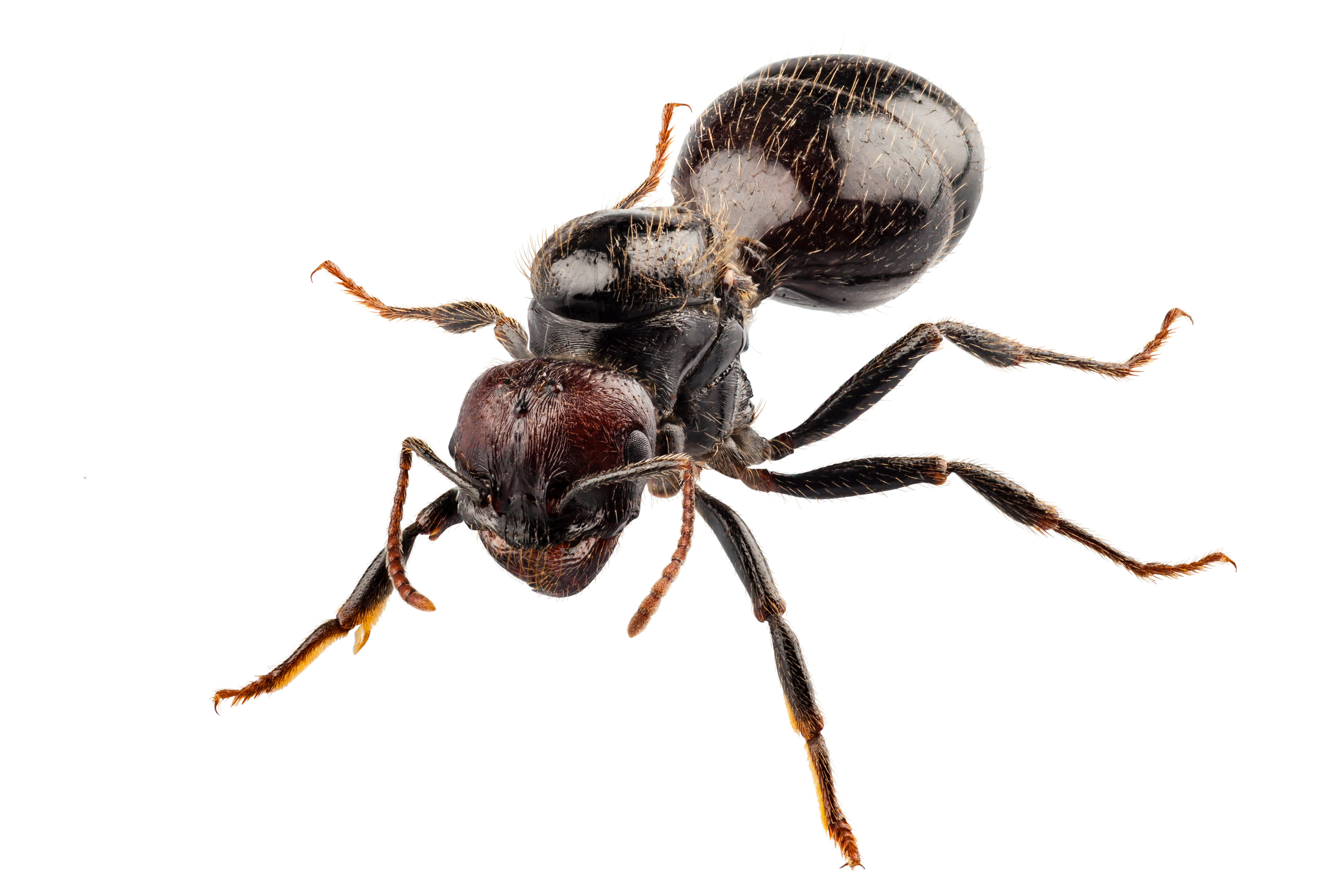 Animal Ant 4k Ultra HD Wallpaper