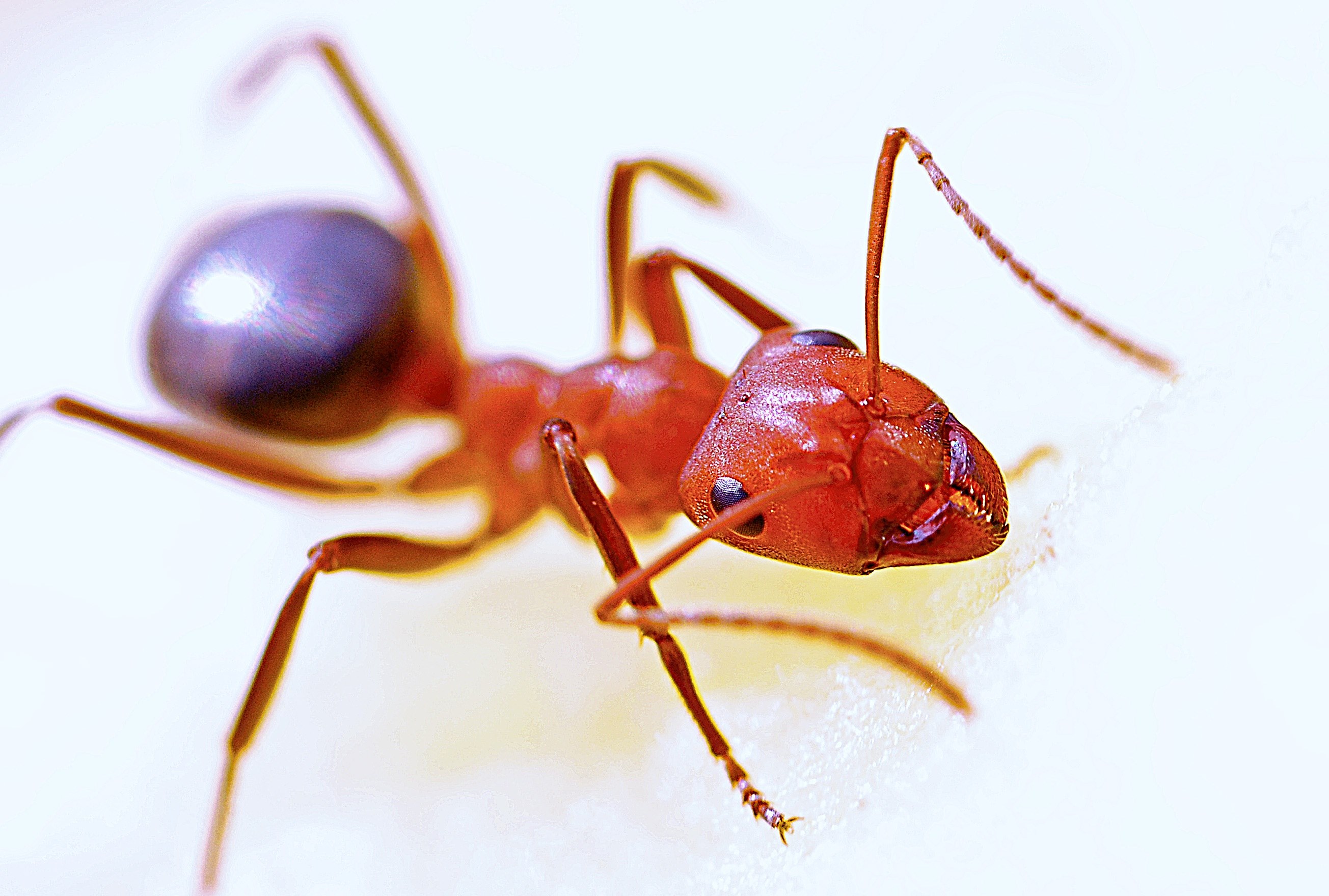 Wallpaper / ant macro insect red nature antenna animal 4k wallpaper free download