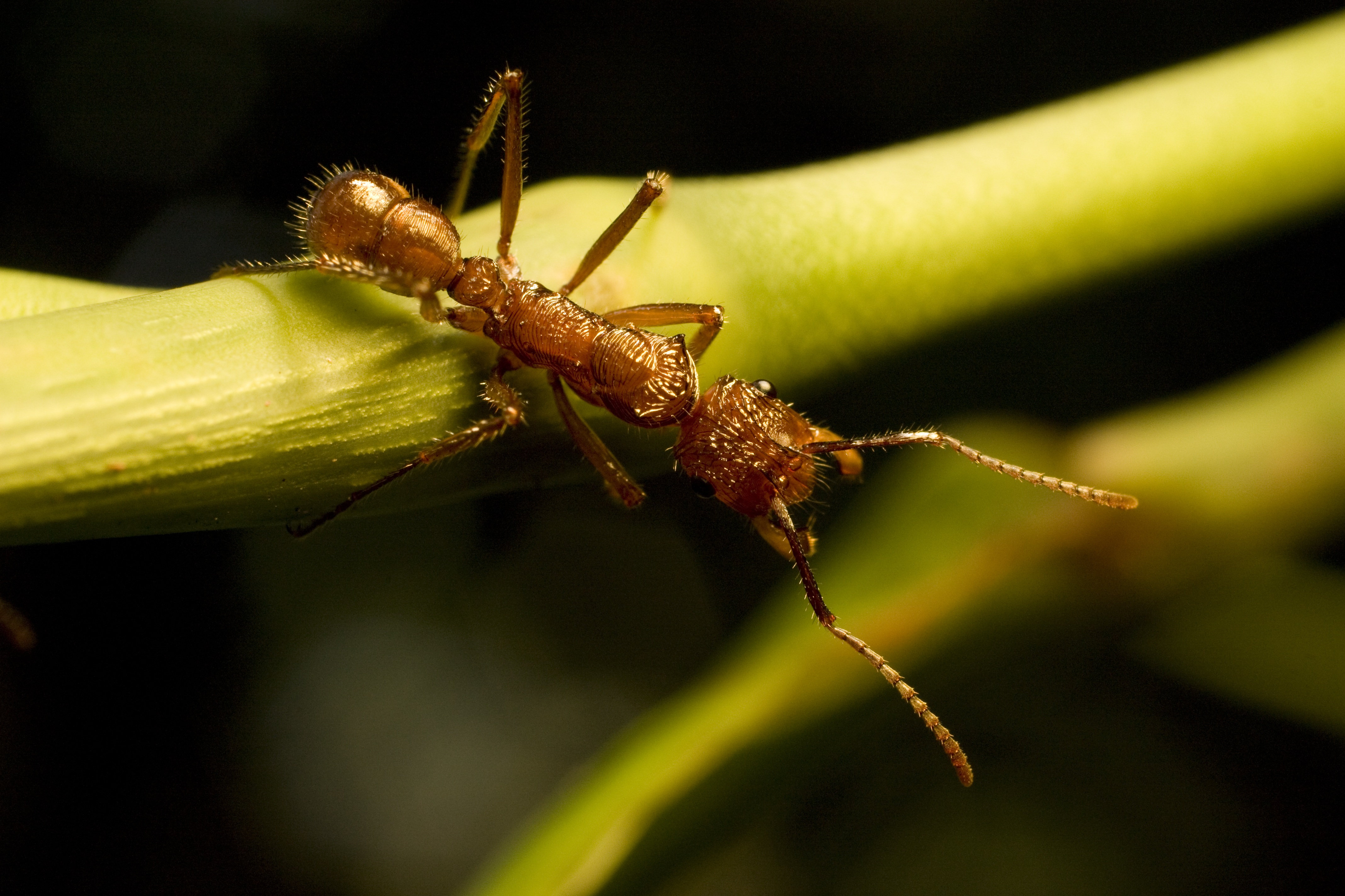 Animal Ant 4k Ultra HD Wallpaper