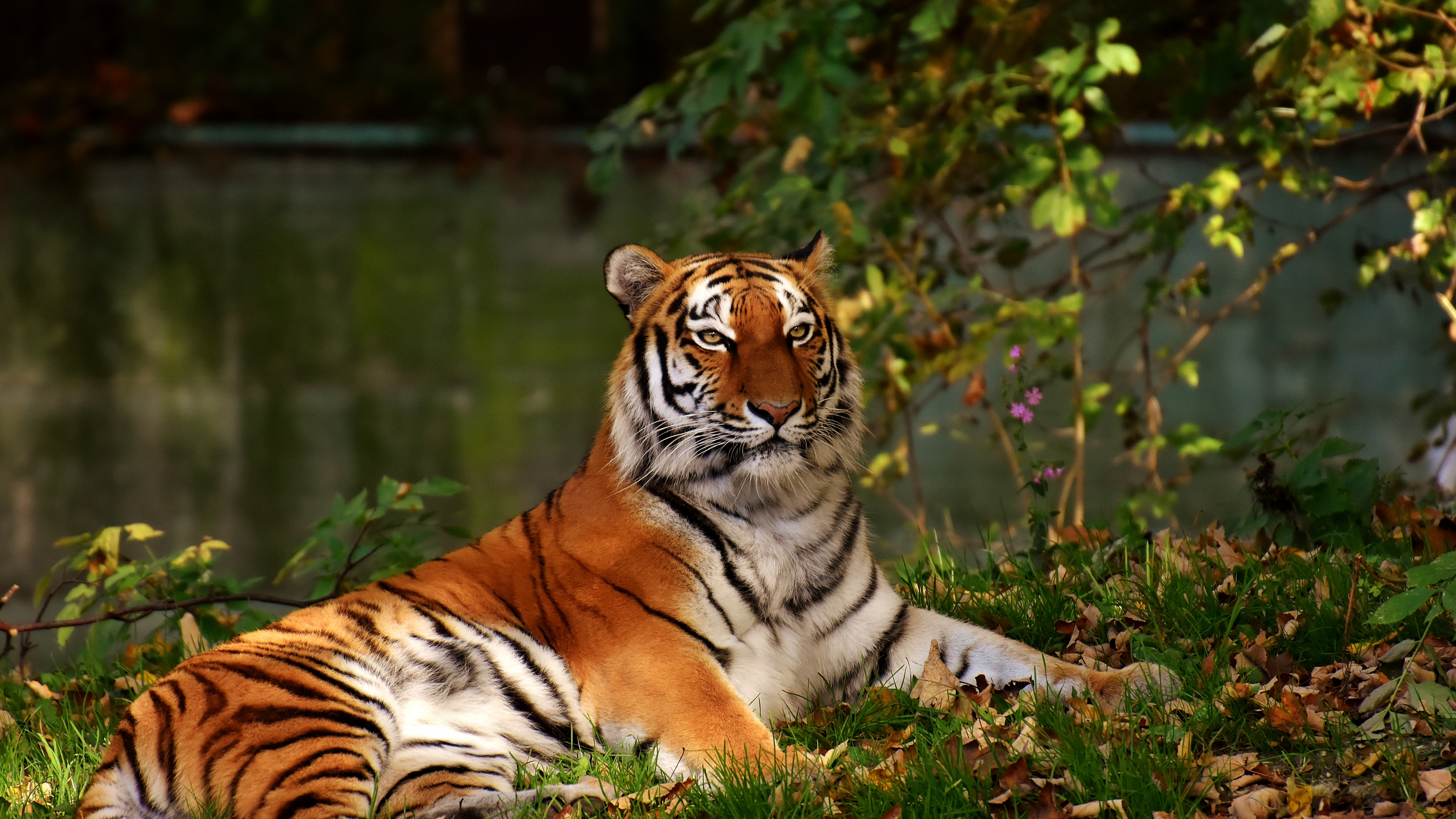 Download wallpaper 3840x2160 calm, predator, tiger, wild animal 4k wallpaper, uhd wallpaper, 16:9 widescreen 3840x2160 HD background, 592