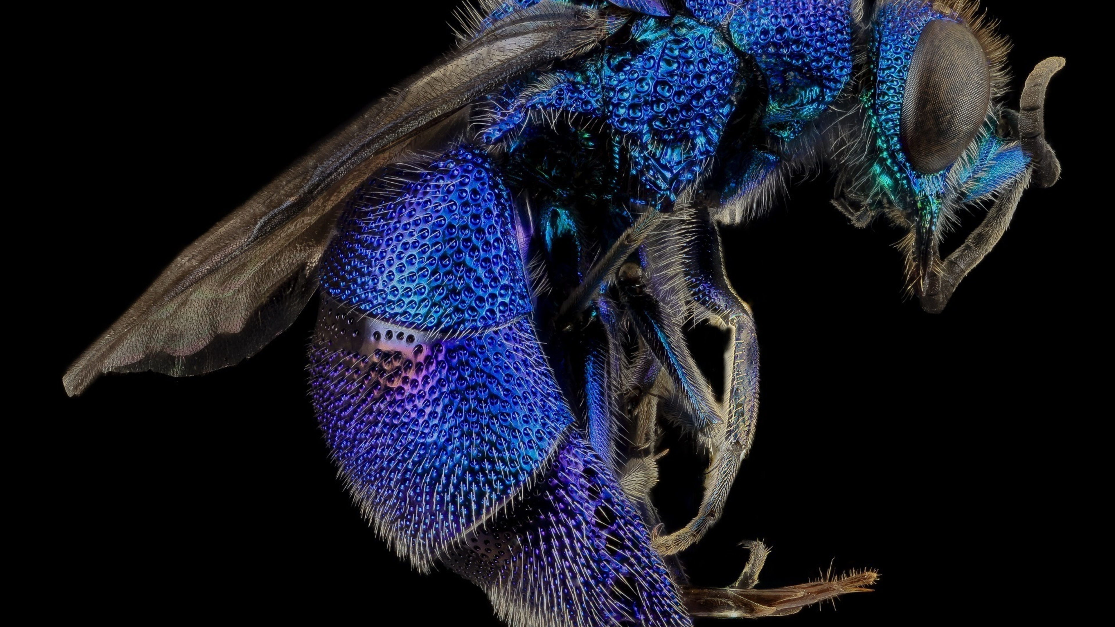 Cuckoo Wasp Insect Macro 4k HD 4k Wallpaper, Image, Background, Photo and Picture