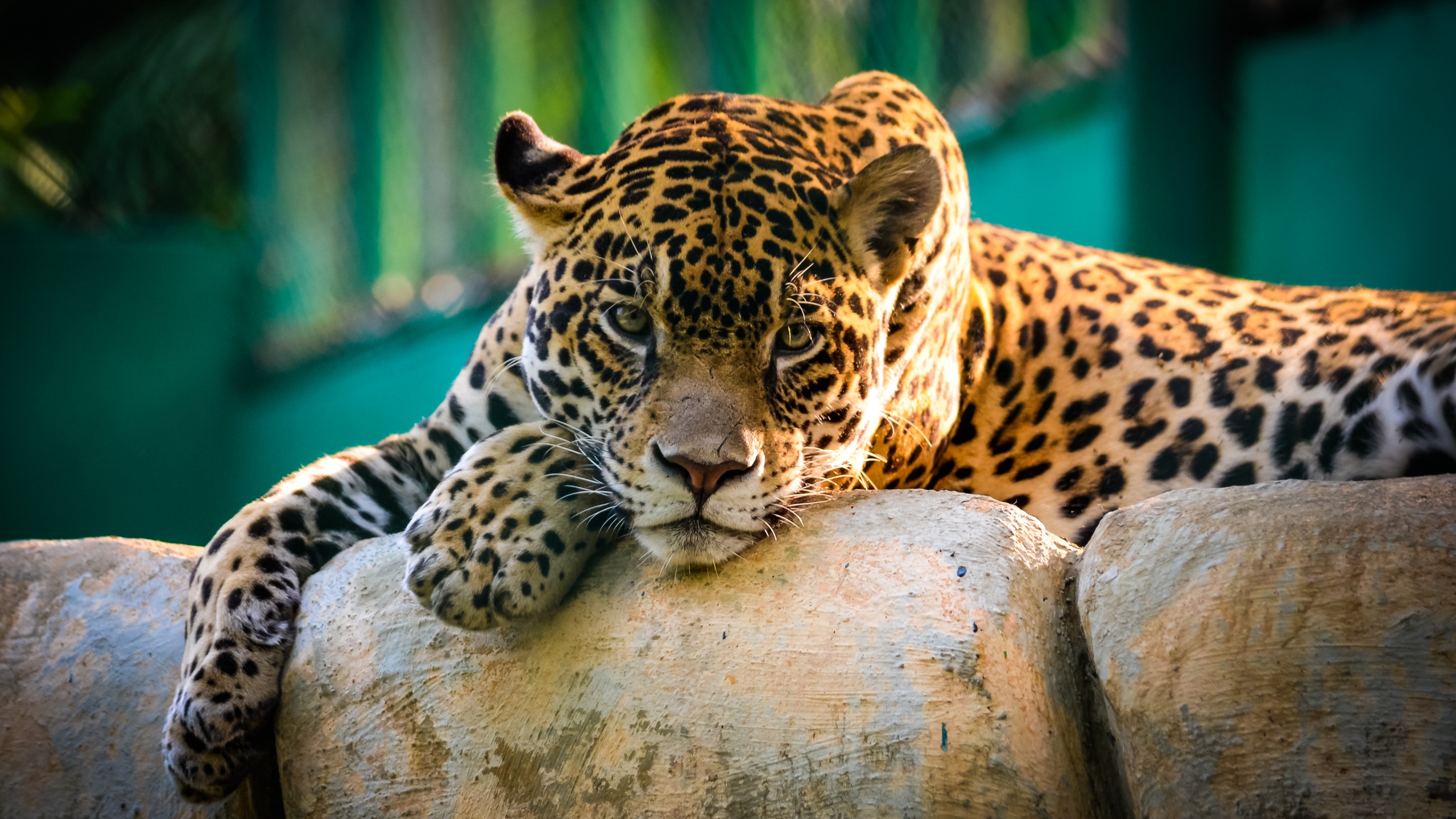 Jaguar Wallpaper 4K, Wild animal, Carnivore, Predator