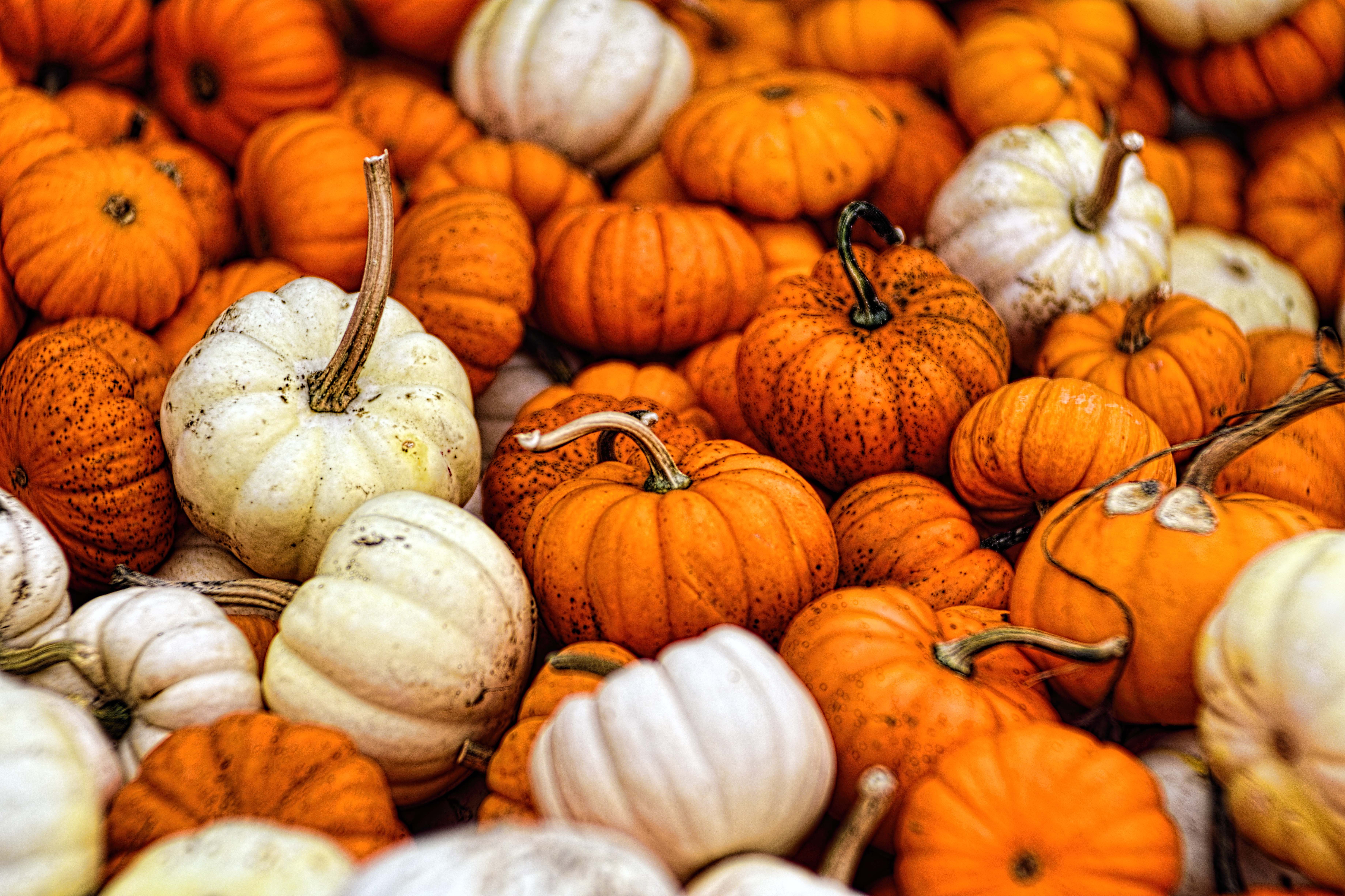 Food Pumpkin 4k Ultra HD Wallpaper