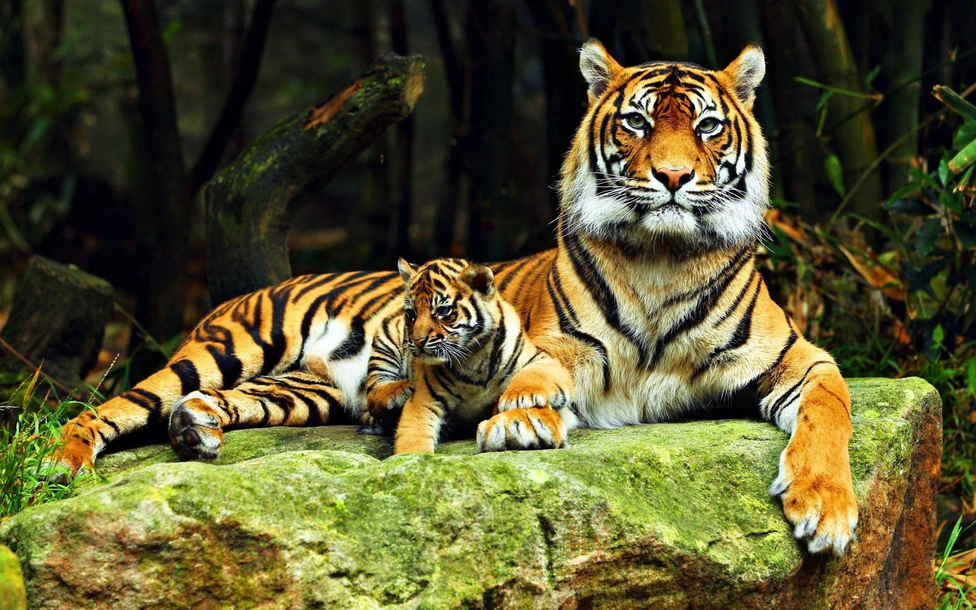Top more than 59 wallpaper 4k animals latest