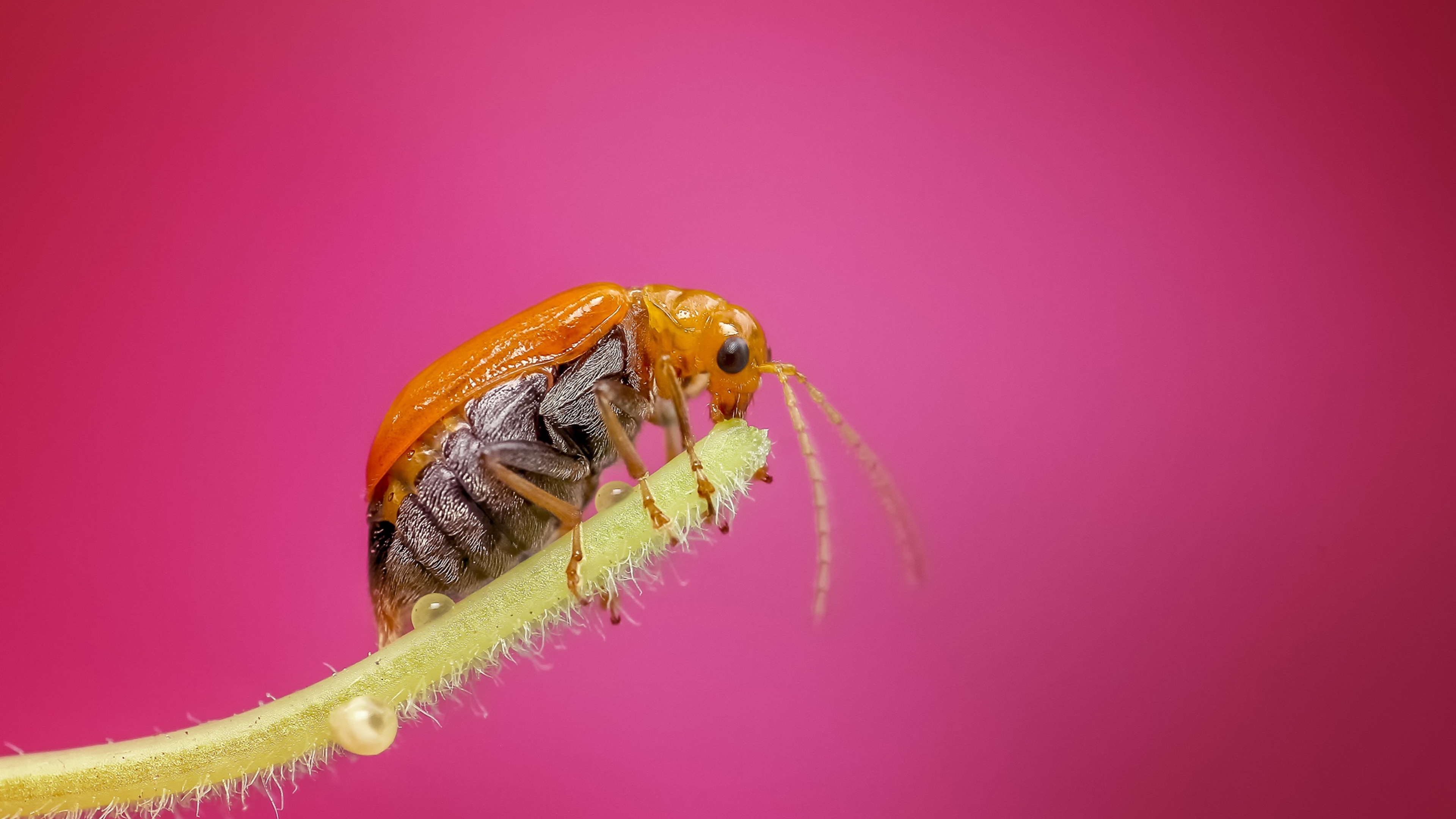 Bug Macro 4k HD 4k Wallpaper, Image, Background, Photo and Picture