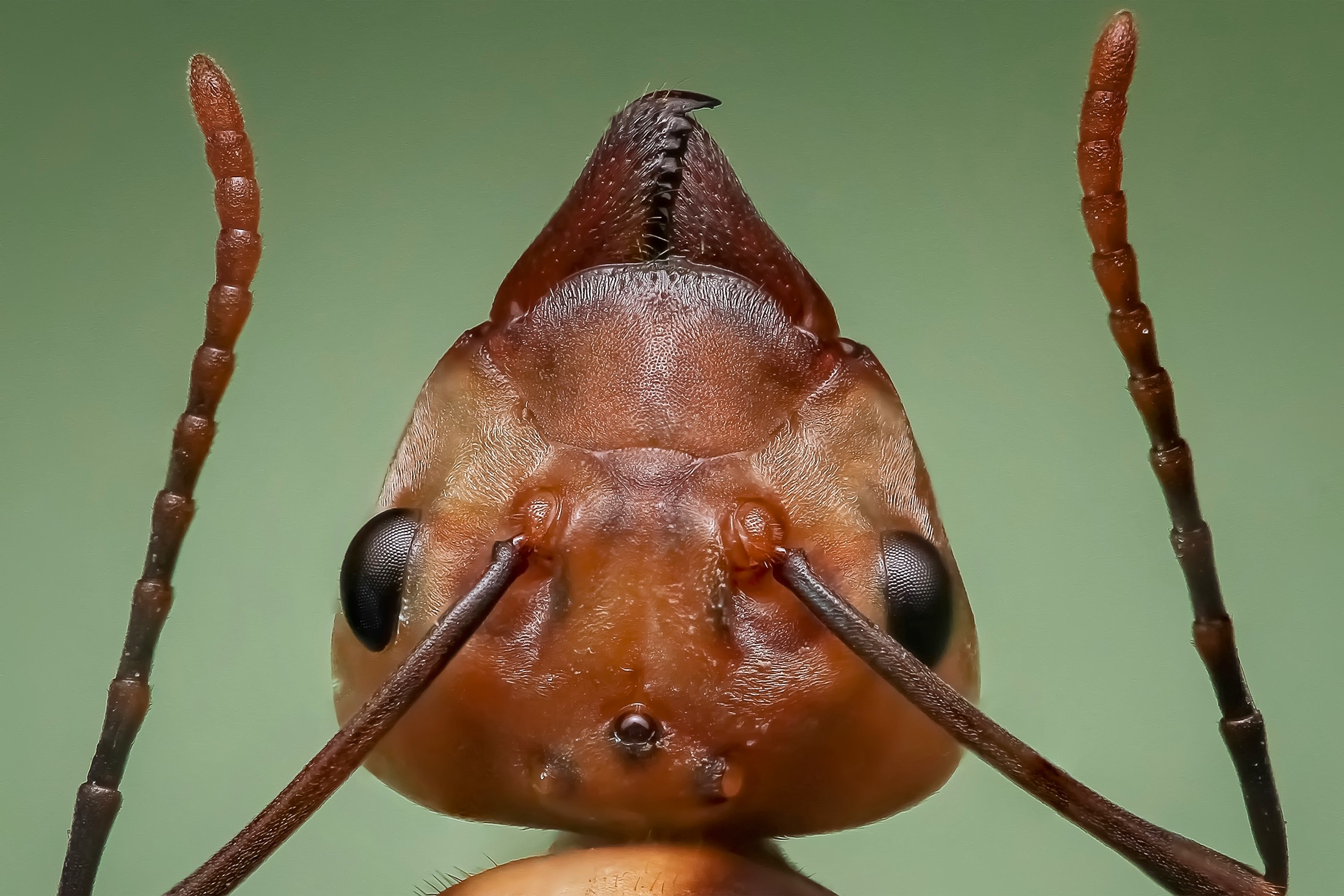 Wallpaper / queen ant ant ant head insect 4k wallpaper free download