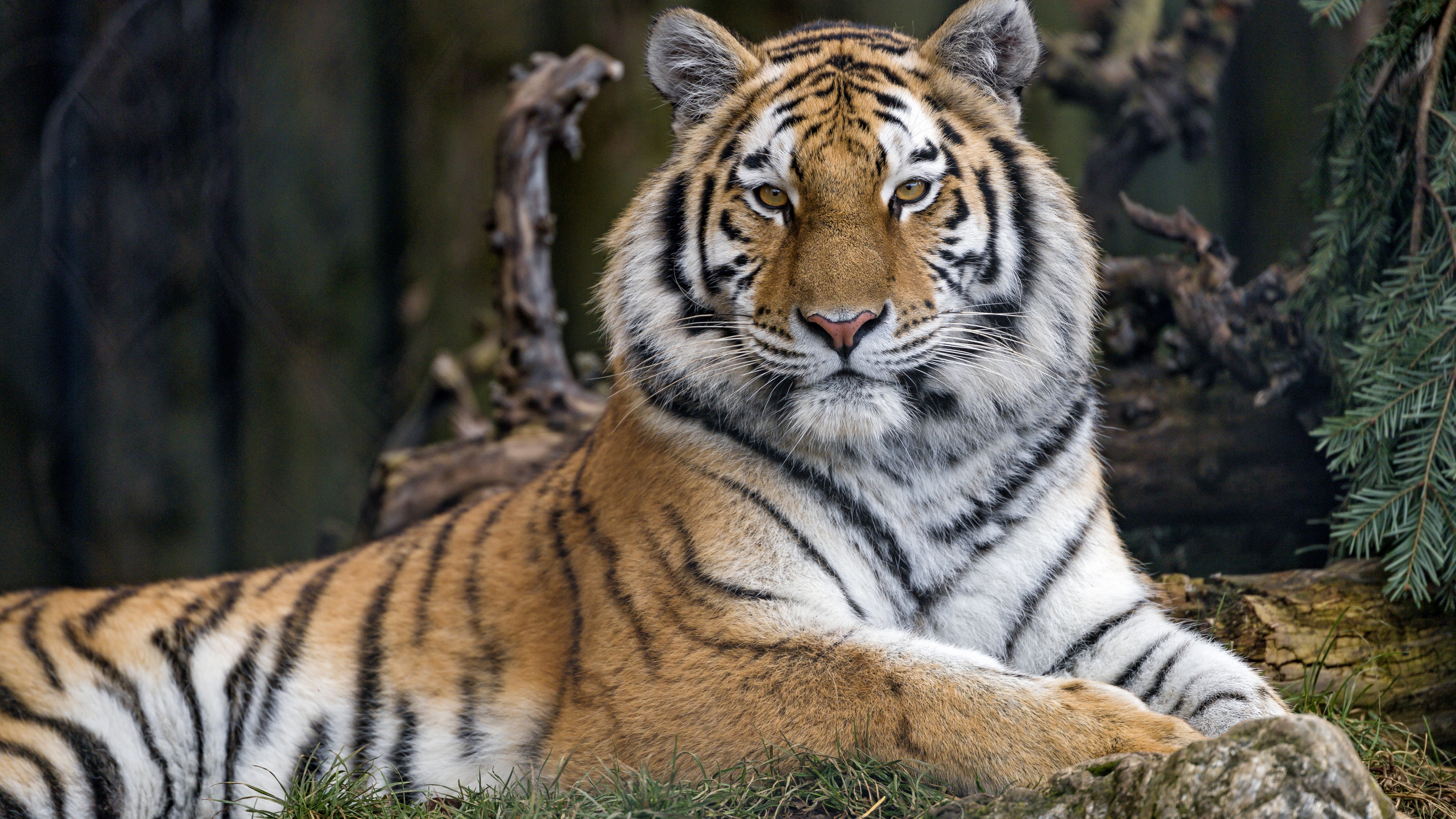 Siberian tigress Wallpaper 4K, Wild animal, Trees, Zoo, Relax
