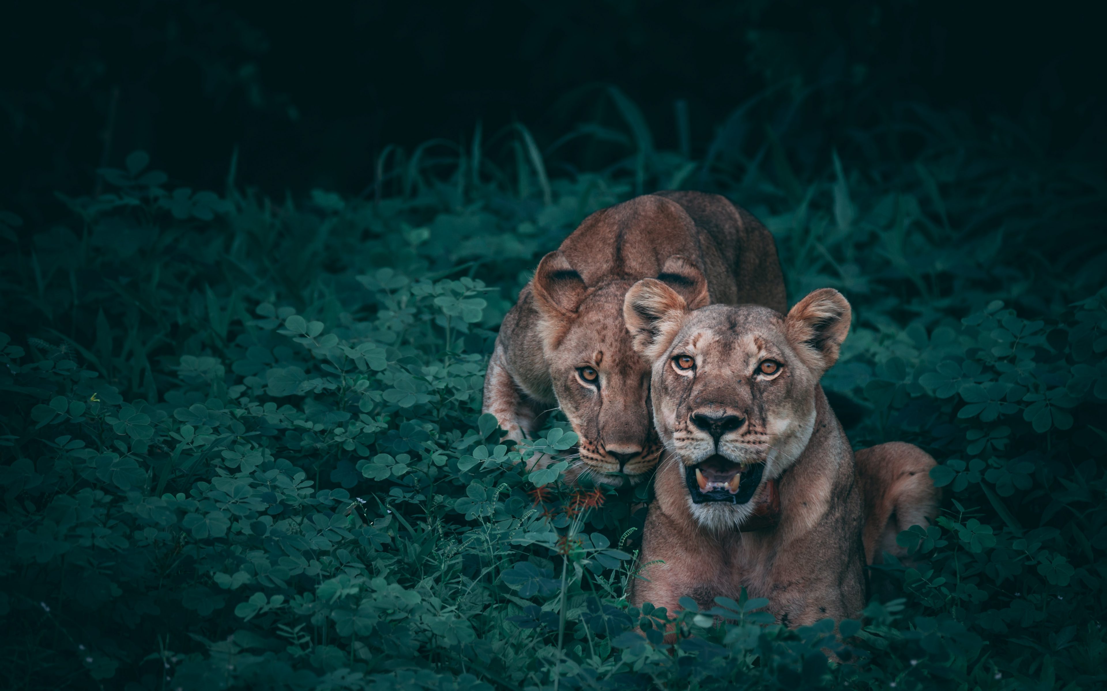 Lioness Lion Plants Wildlife Wild Animal 4K Wallpaper