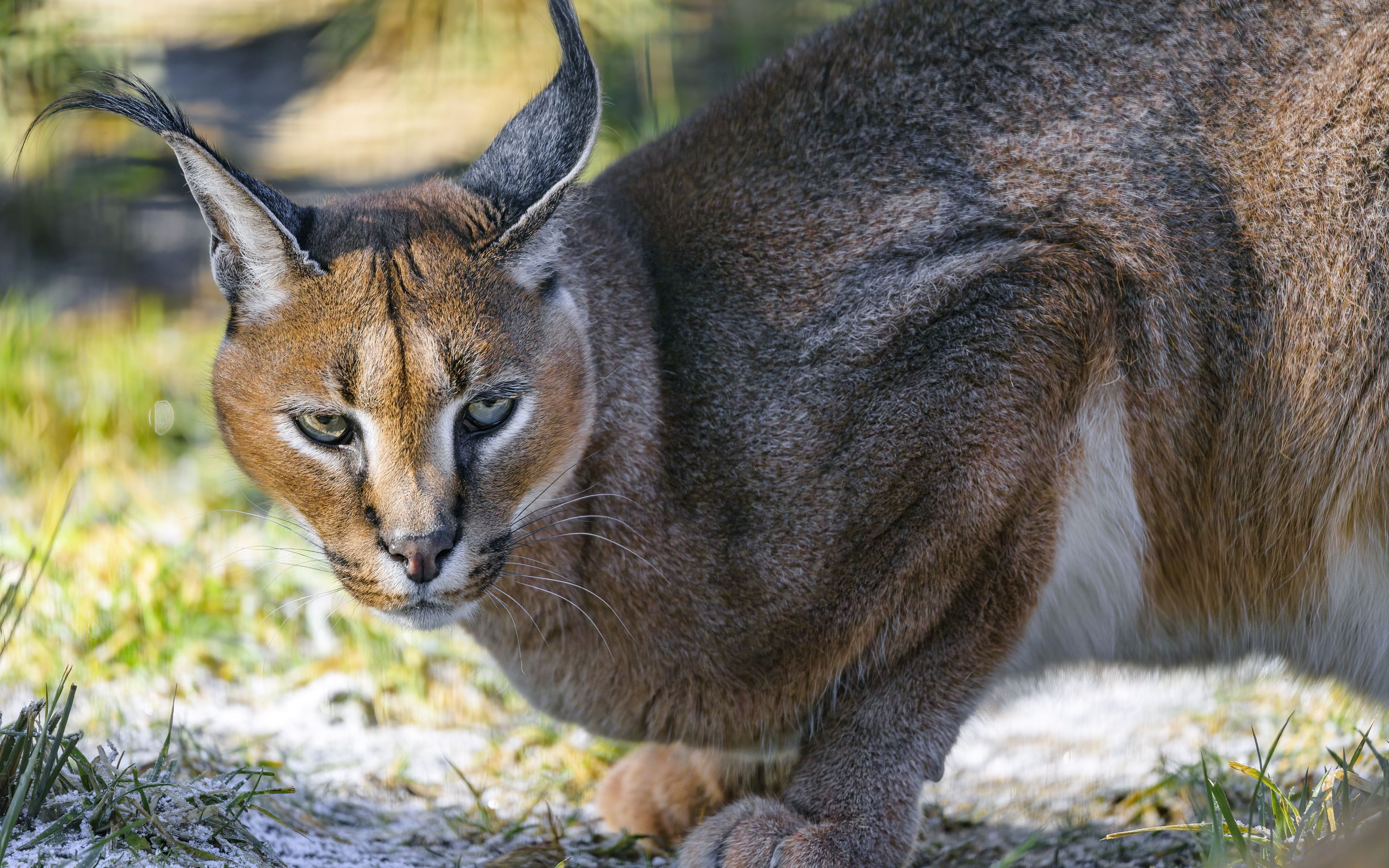 Download wallpaper 3840x2400 caracal, cat, wild, animal 4k ultra HD 16:10 HD background