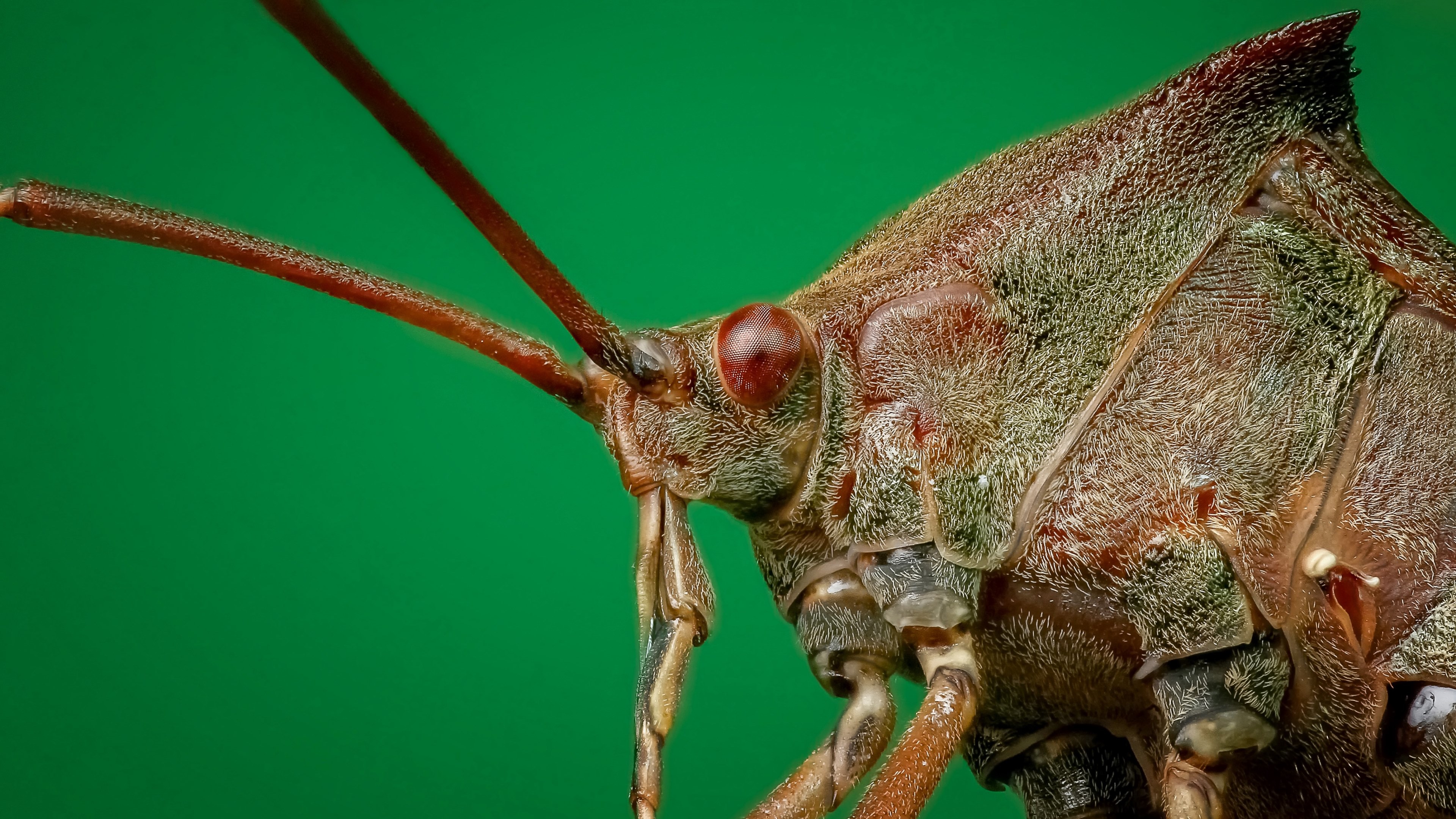 Wallpaper / bug close up macro insect close legs small 4k wallpaper free download