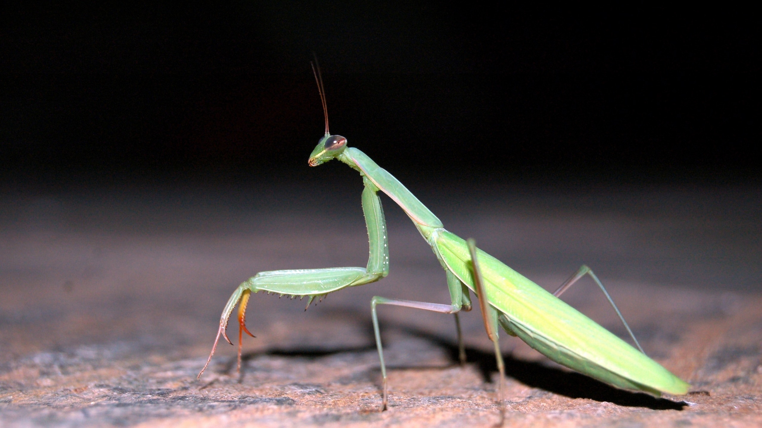 Wallpaper / insect HD 4k wallpaper free download