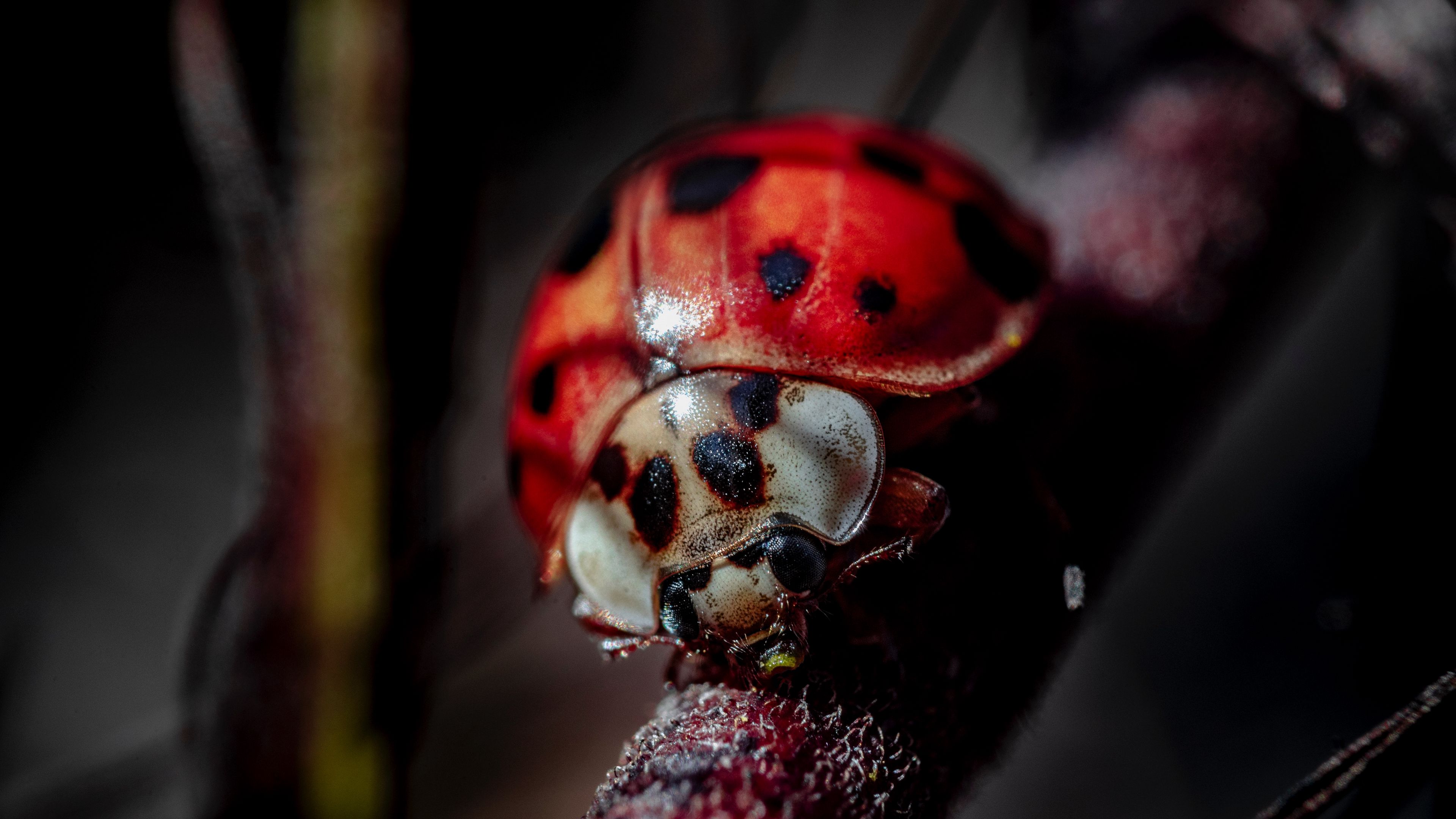 Download wallpaper 3840x2160 ladybug, insect, macro, blur 4k uhd 16:9 HD background