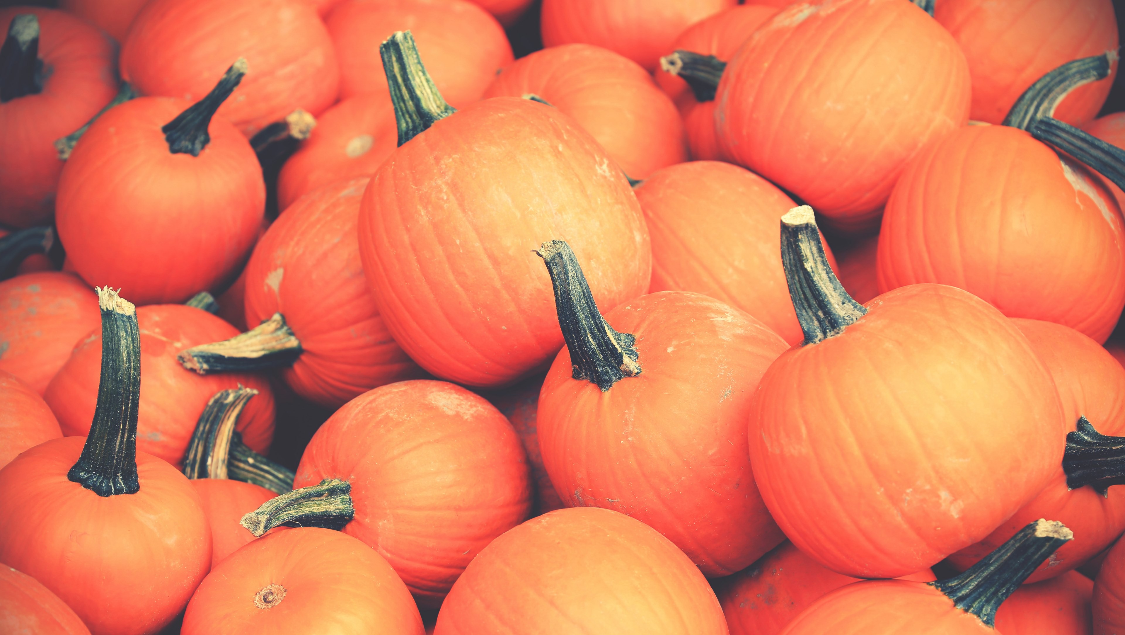 Free download Wallpaper ID 225318 pile of small orange halloween pumpkins at [3840x2167] for your Desktop, Mobile & Tablet. Explore Halloween 4k Orange Wallpaper. Orange Wallpaper, Halloween Orange And